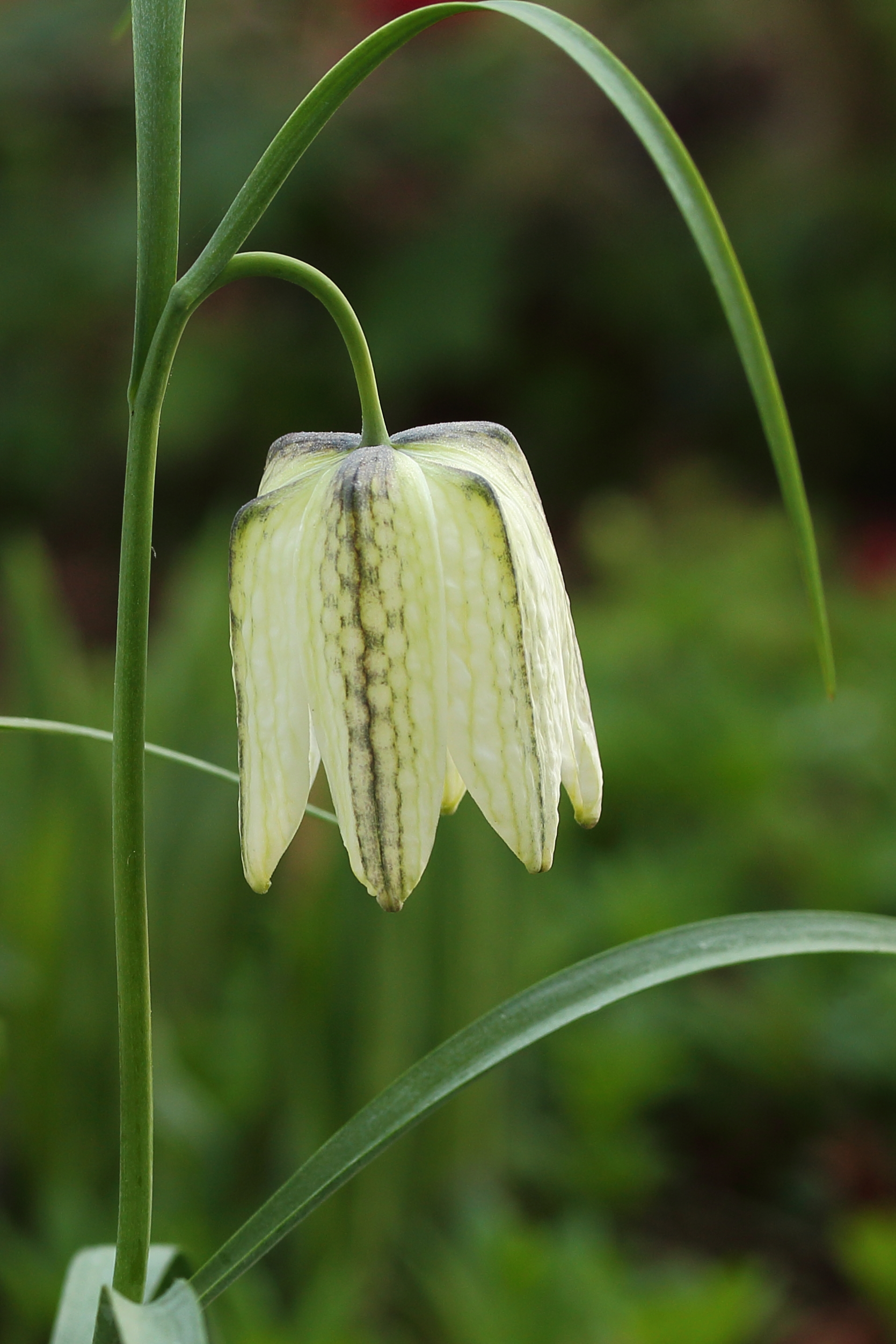 Kievitsbloem (Fritillaria meleagris) 04