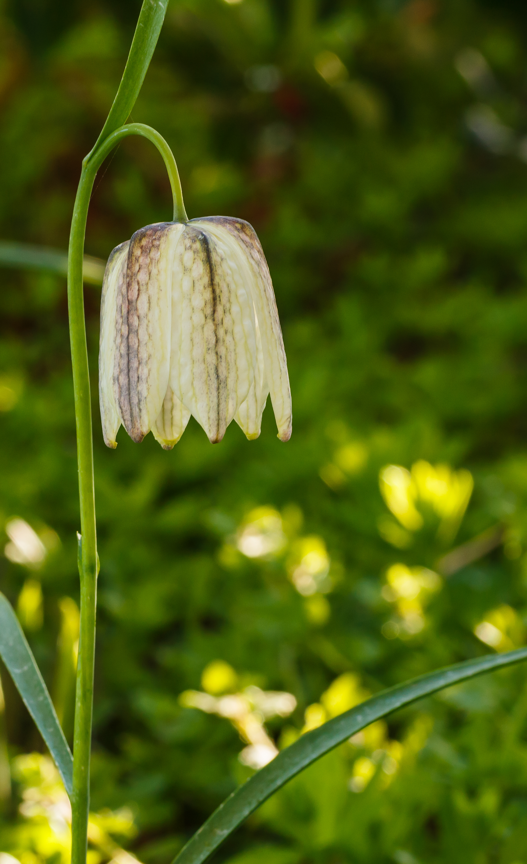 Kievitsbloem (Fritillaria meleagris) Locatie, Tuinreservaat Jonkervallei 02