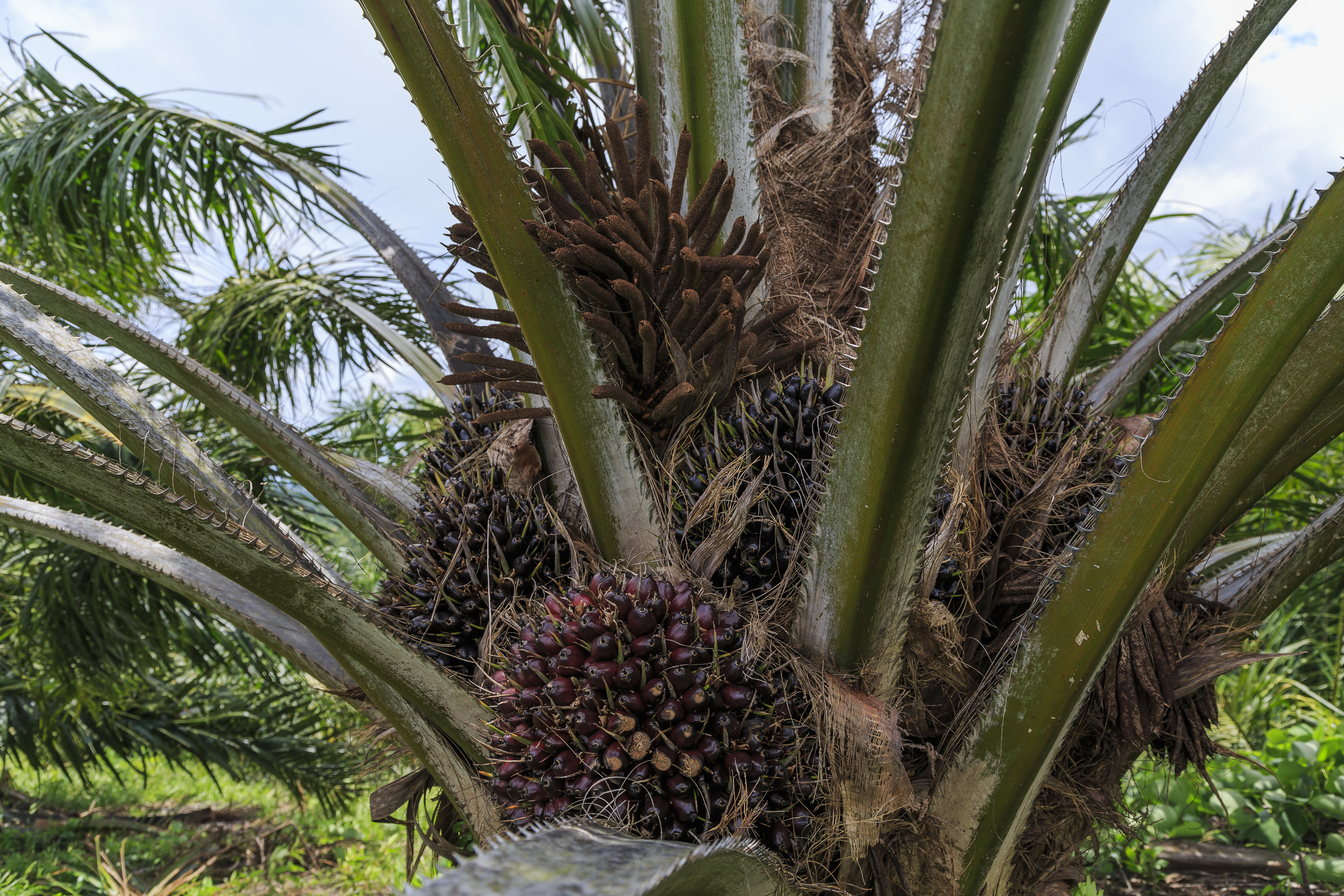Kimanis Sabah Palm-oil-fruits-of-Kimanis-Estate-02
