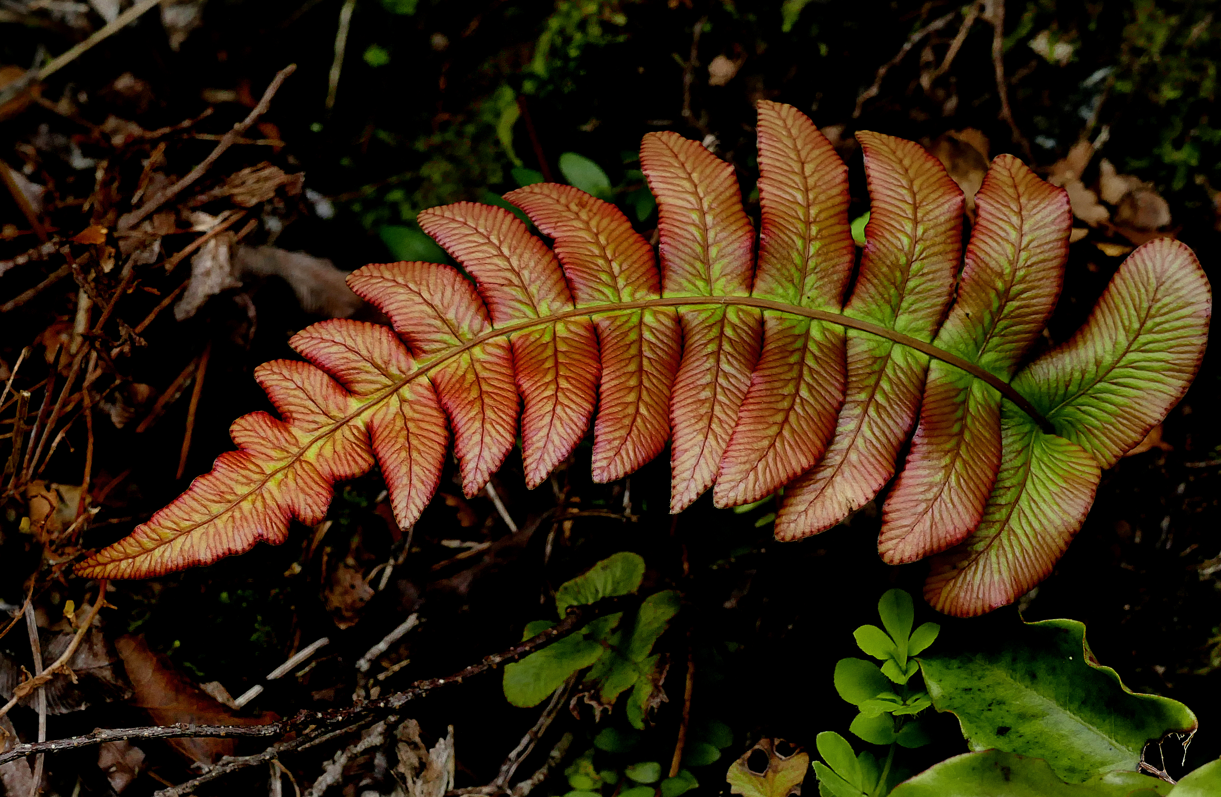 Kiokoi. New Zealand fern. (23421144462)