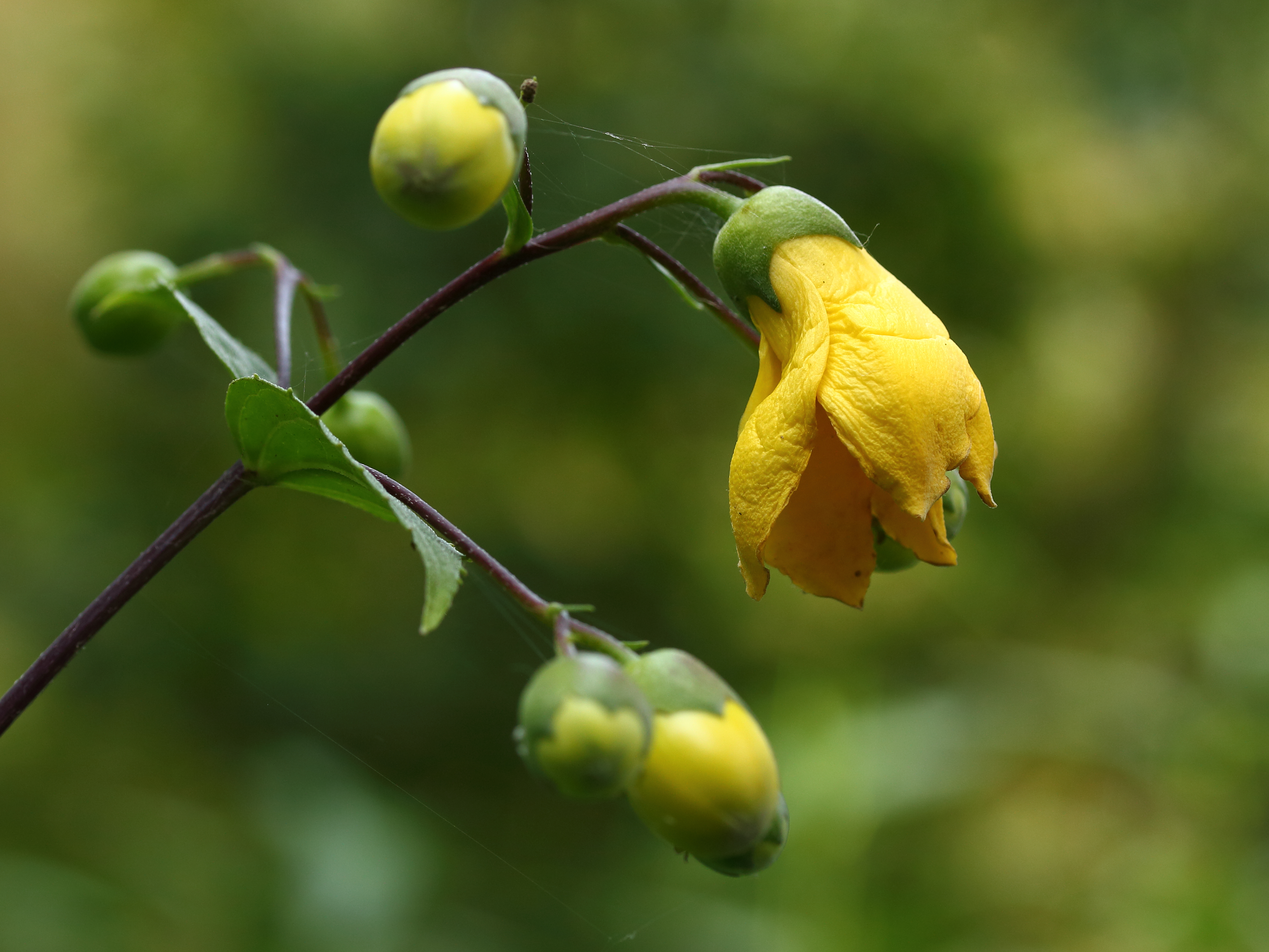 Kirengeshoma palmata Japanse wasbloem