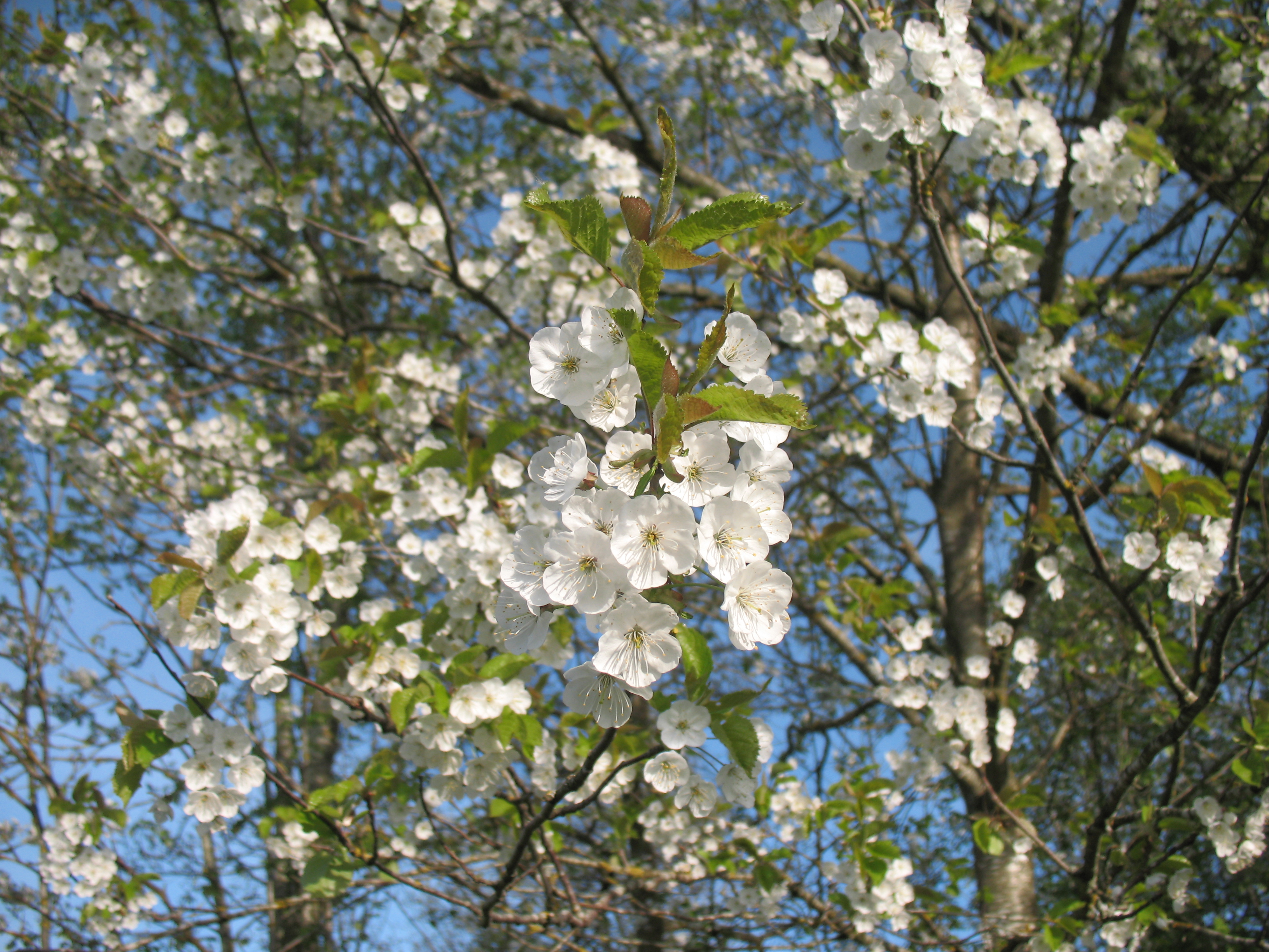 Kirschblueten