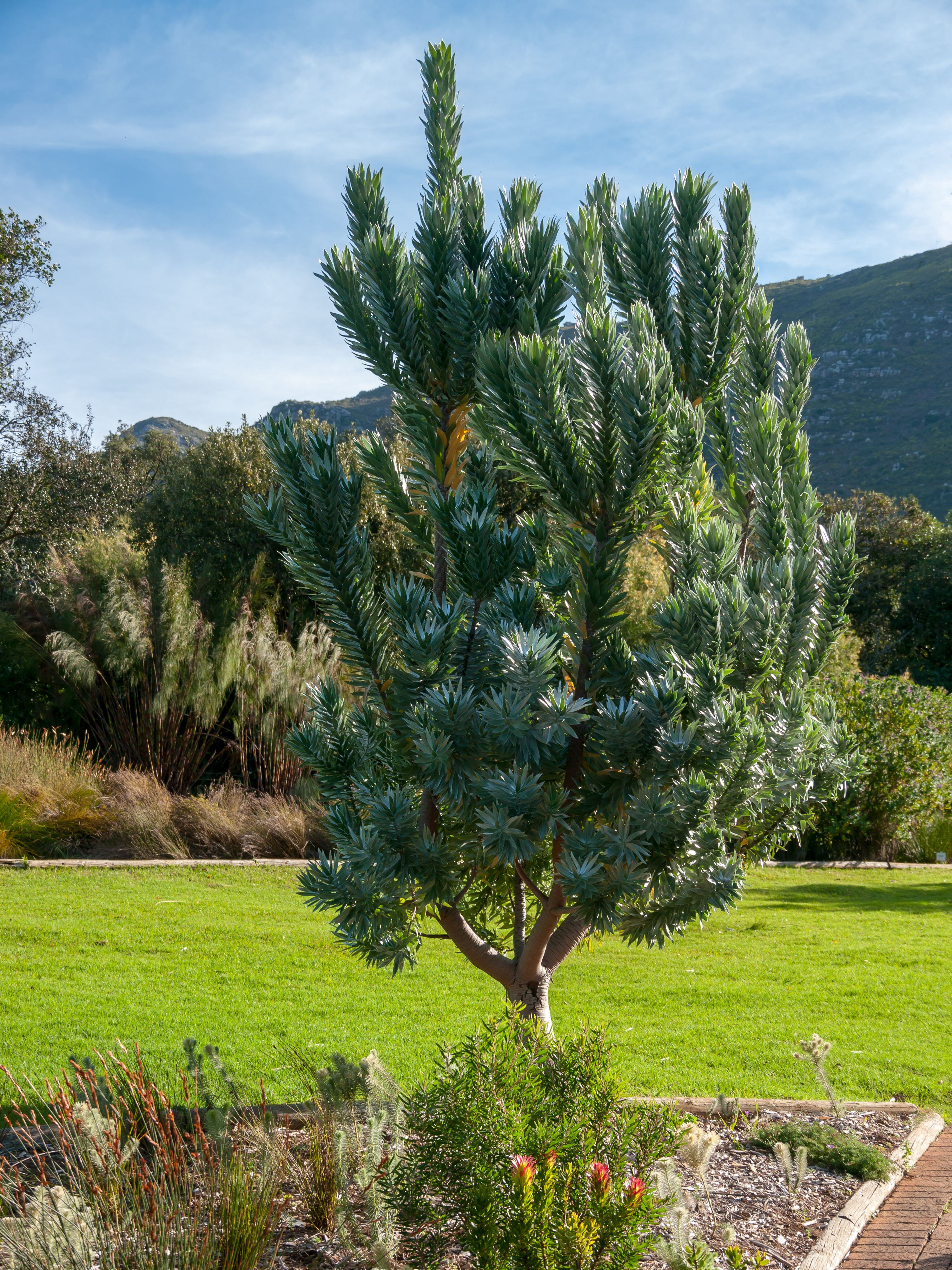 Kirstenbosch National Botanical Garden, Cape Town ( 1060046)