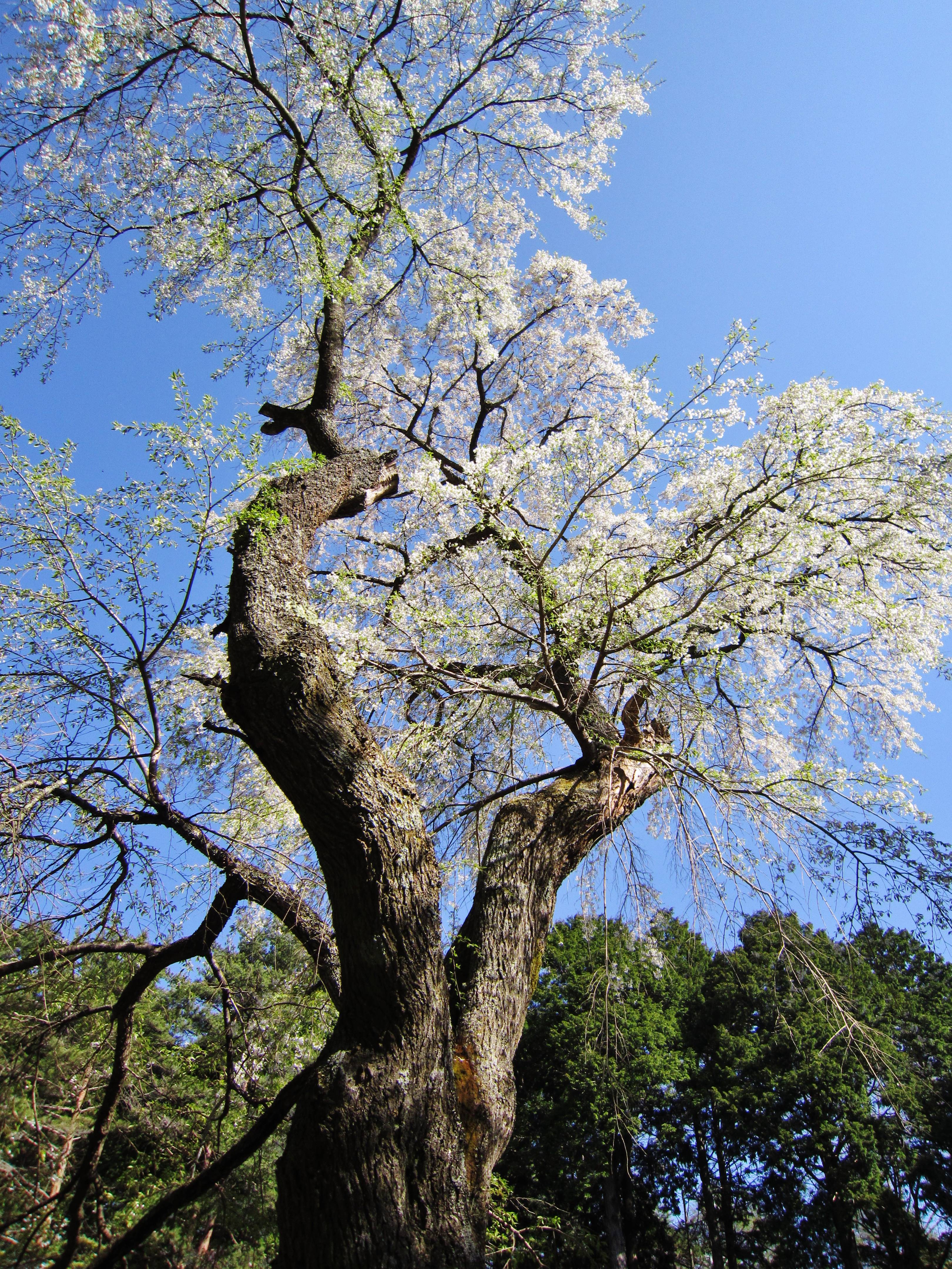 Kiyomizu-dera (Nagano) Gyokizakura 2