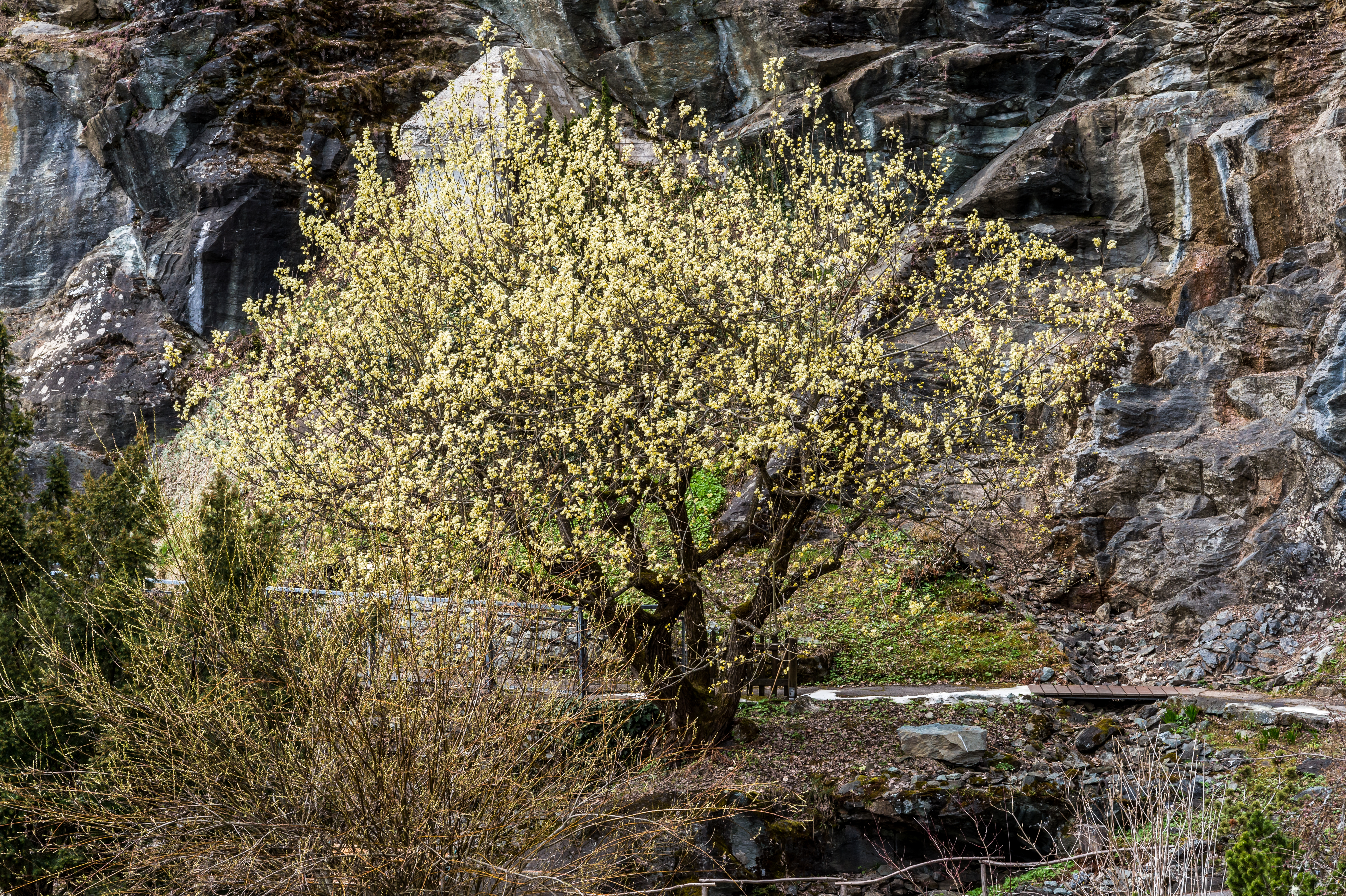 Klagenfurt Villacher Vorstadt Botanischer Garten Sal-Weide 04042018 5793