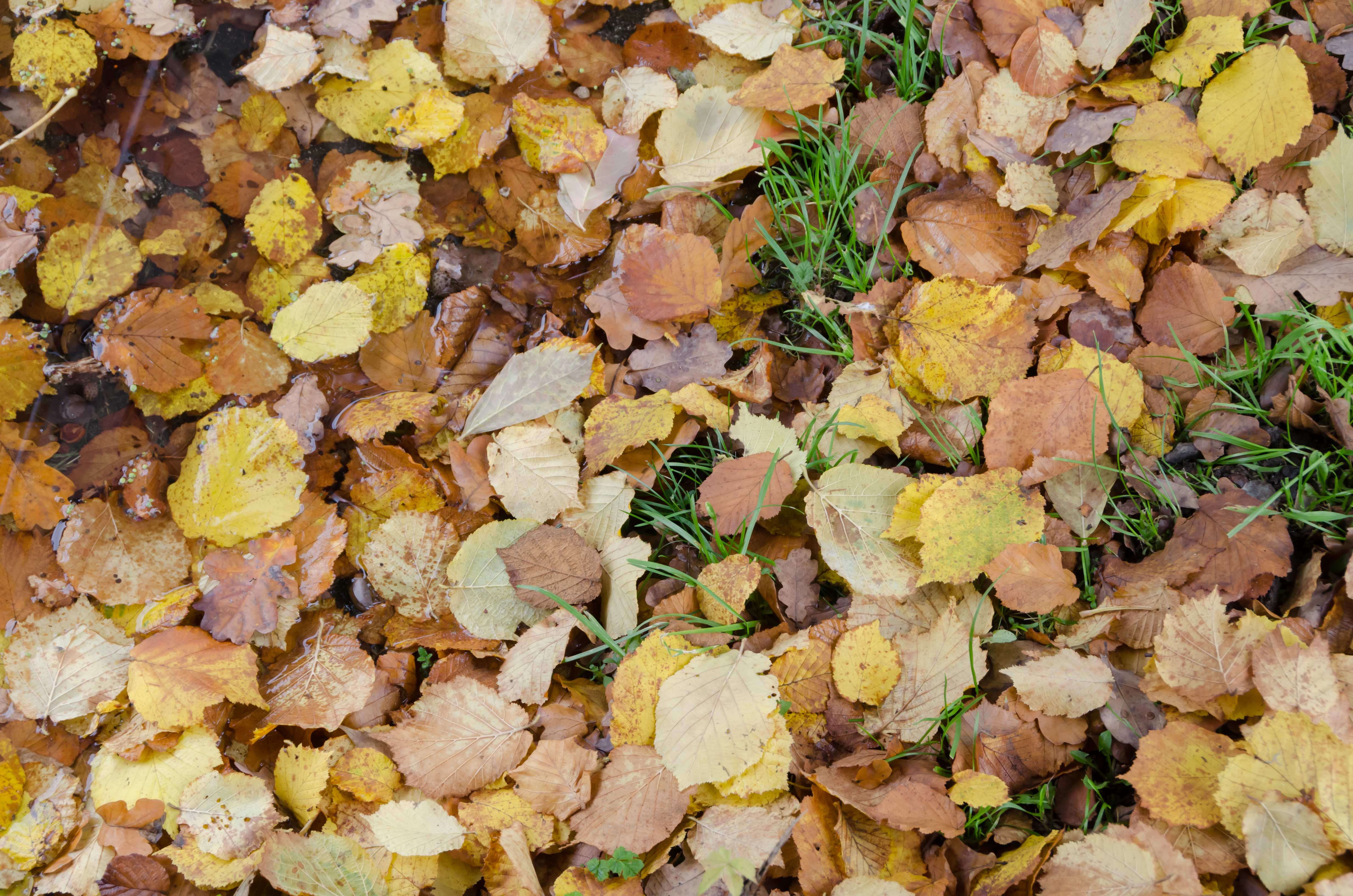 Klagenfurt Villacher Vorstadt unterer Kreuzberglteich Herbstlaub 17102015 5179