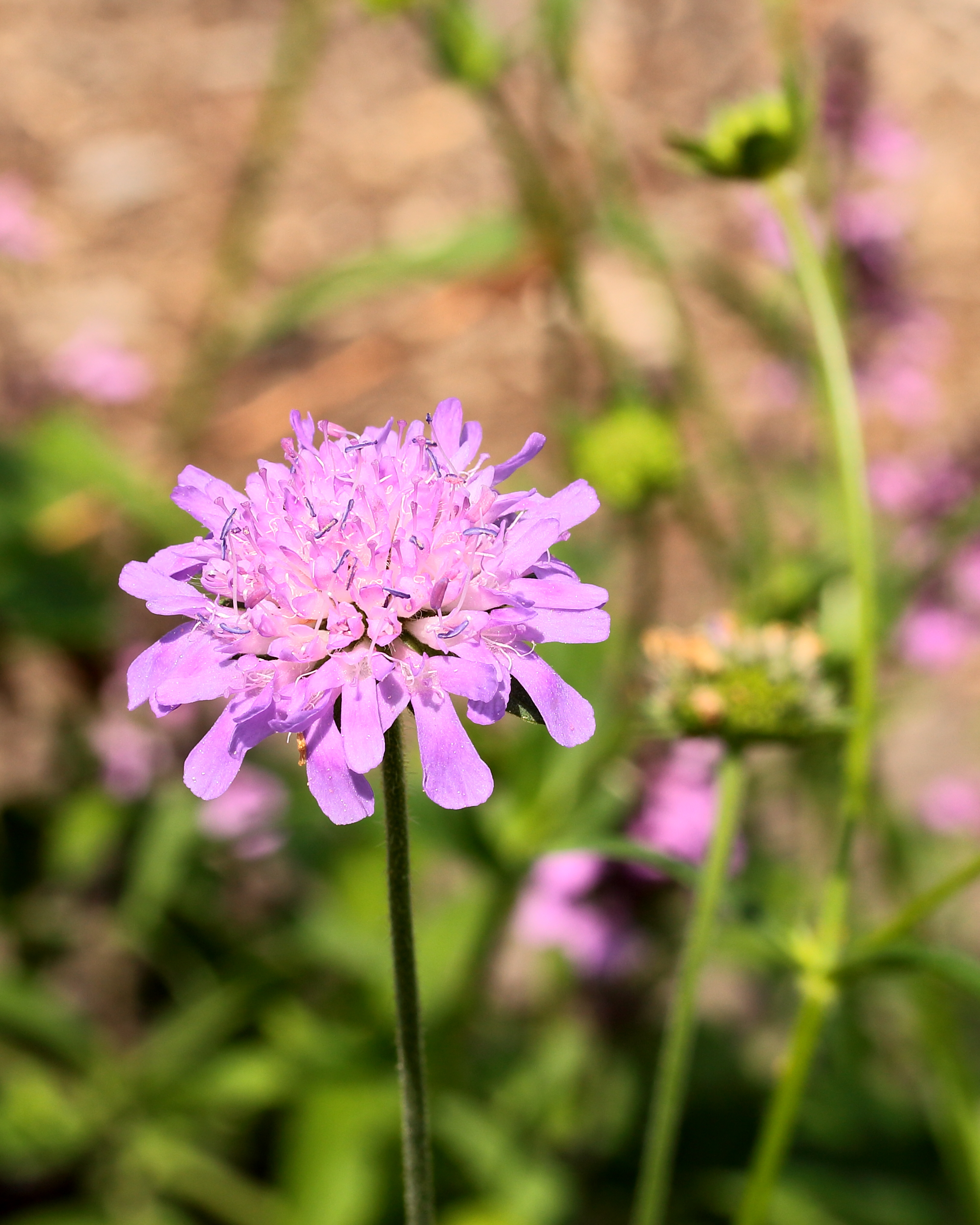 Knautia dipsacifolia. Locatie De Kruidhof