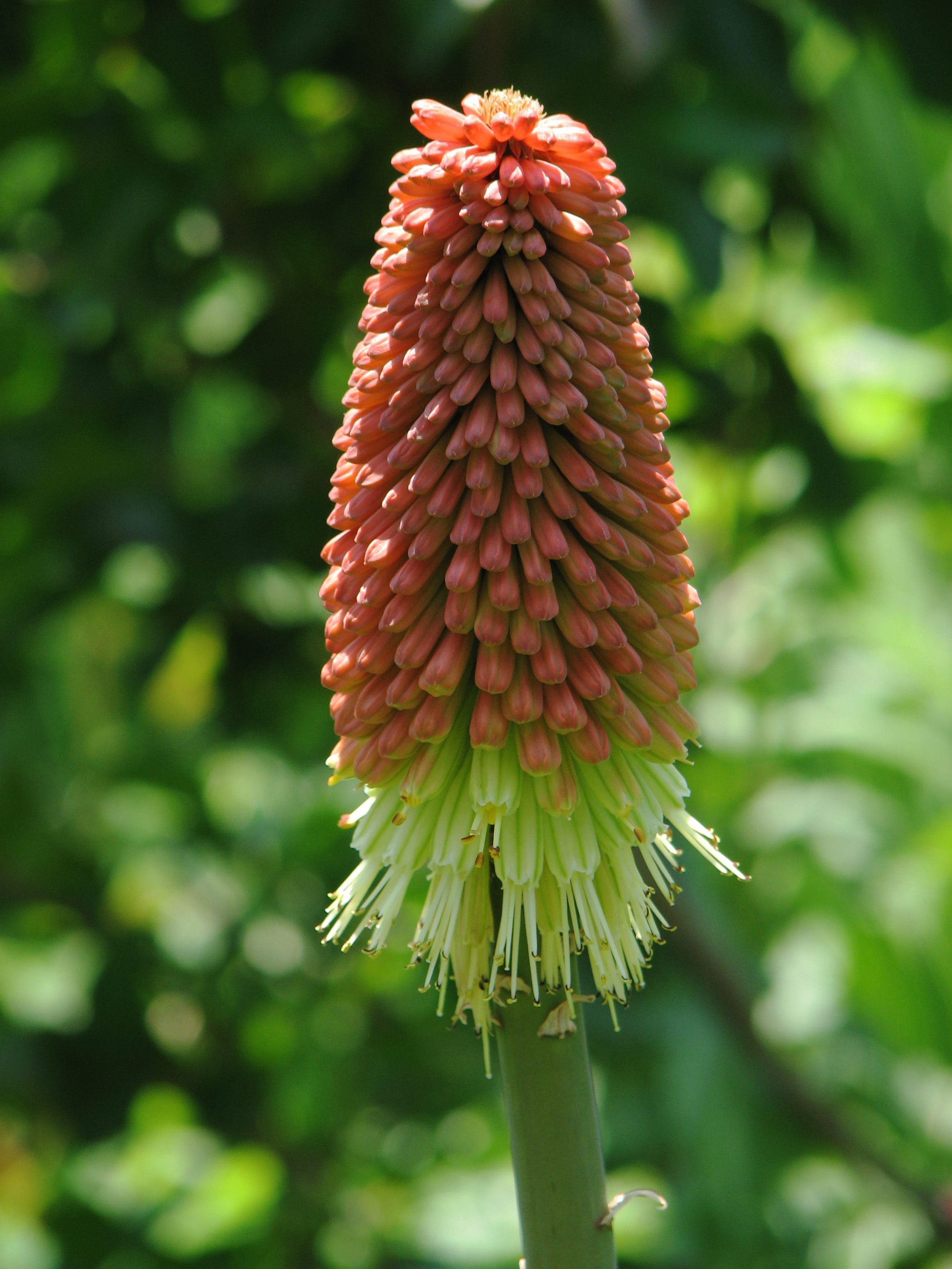 Kniphofia 'Shenandoah' Flower 2112px
