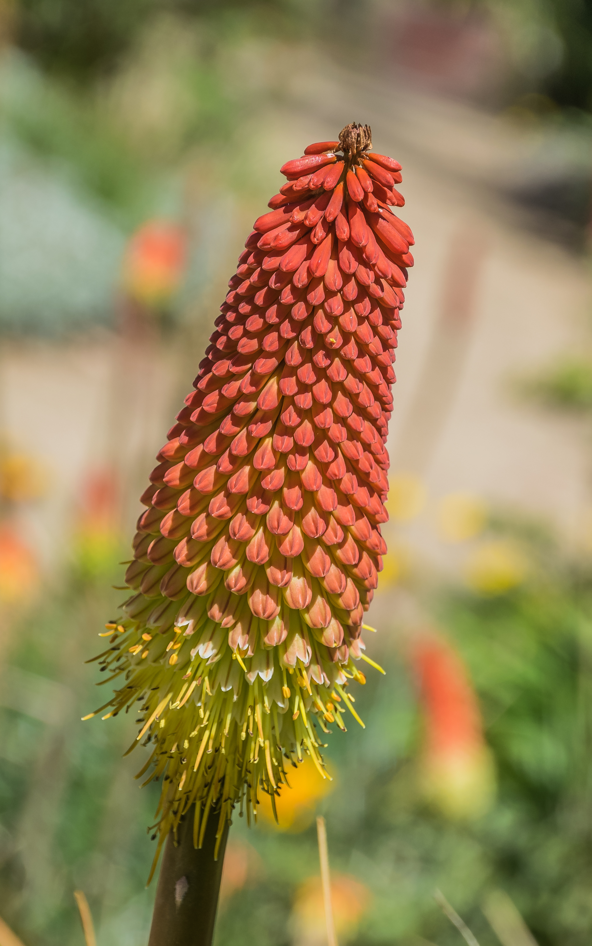 Kniphofia northiae 04
