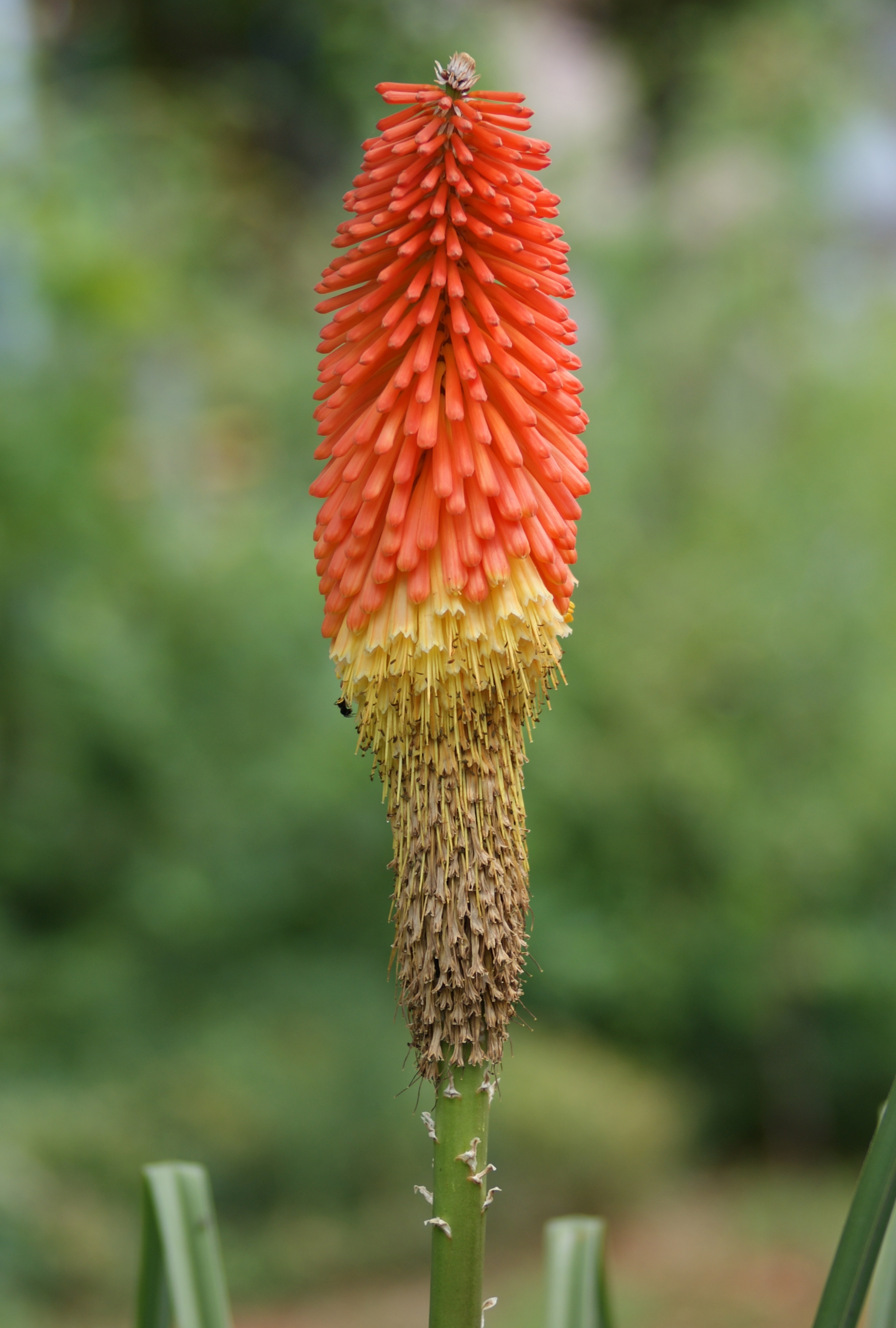 Kniphofia uvaria einzeln