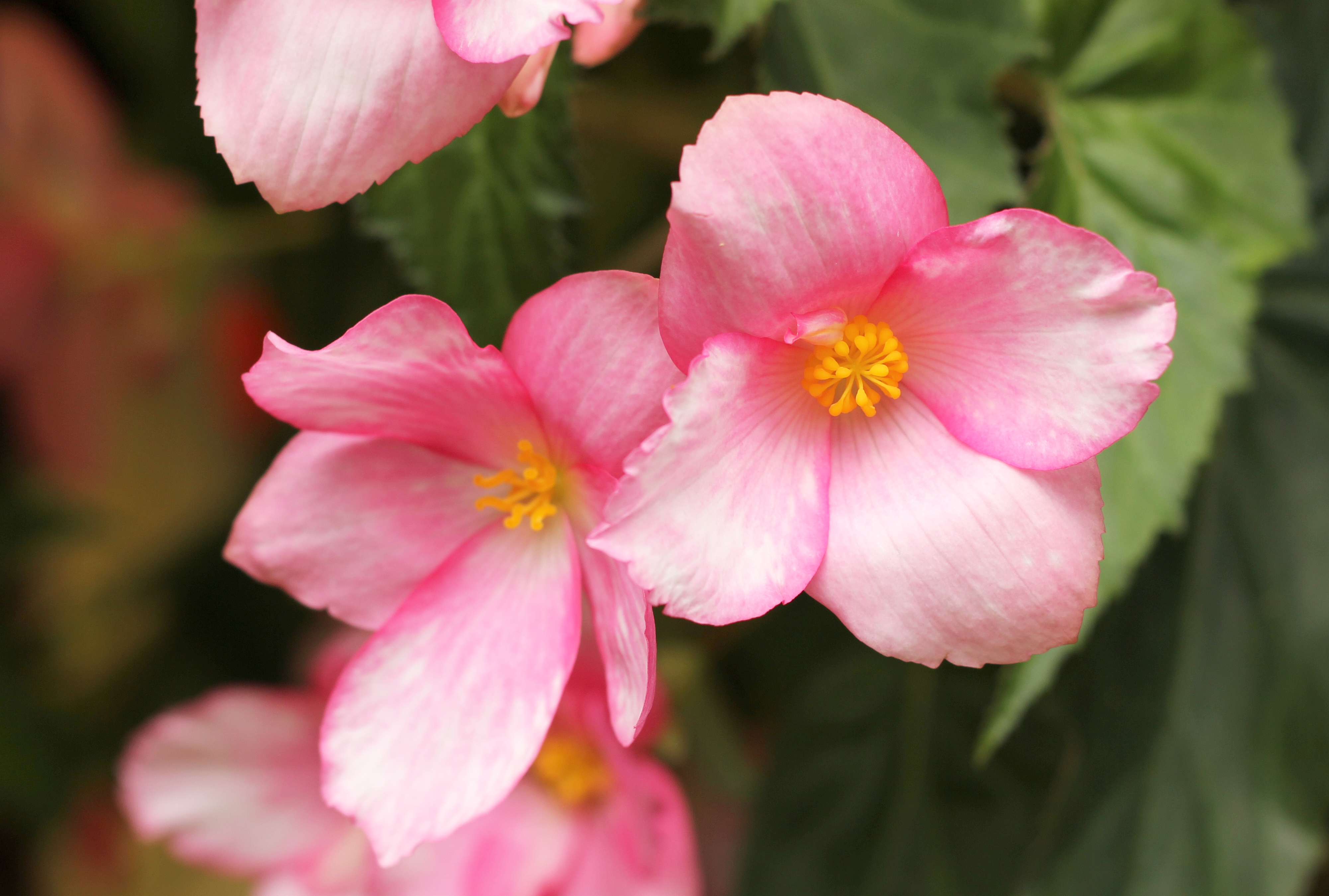 Knollenbegonien (Begonia × tuberhybrida) (9856290164)