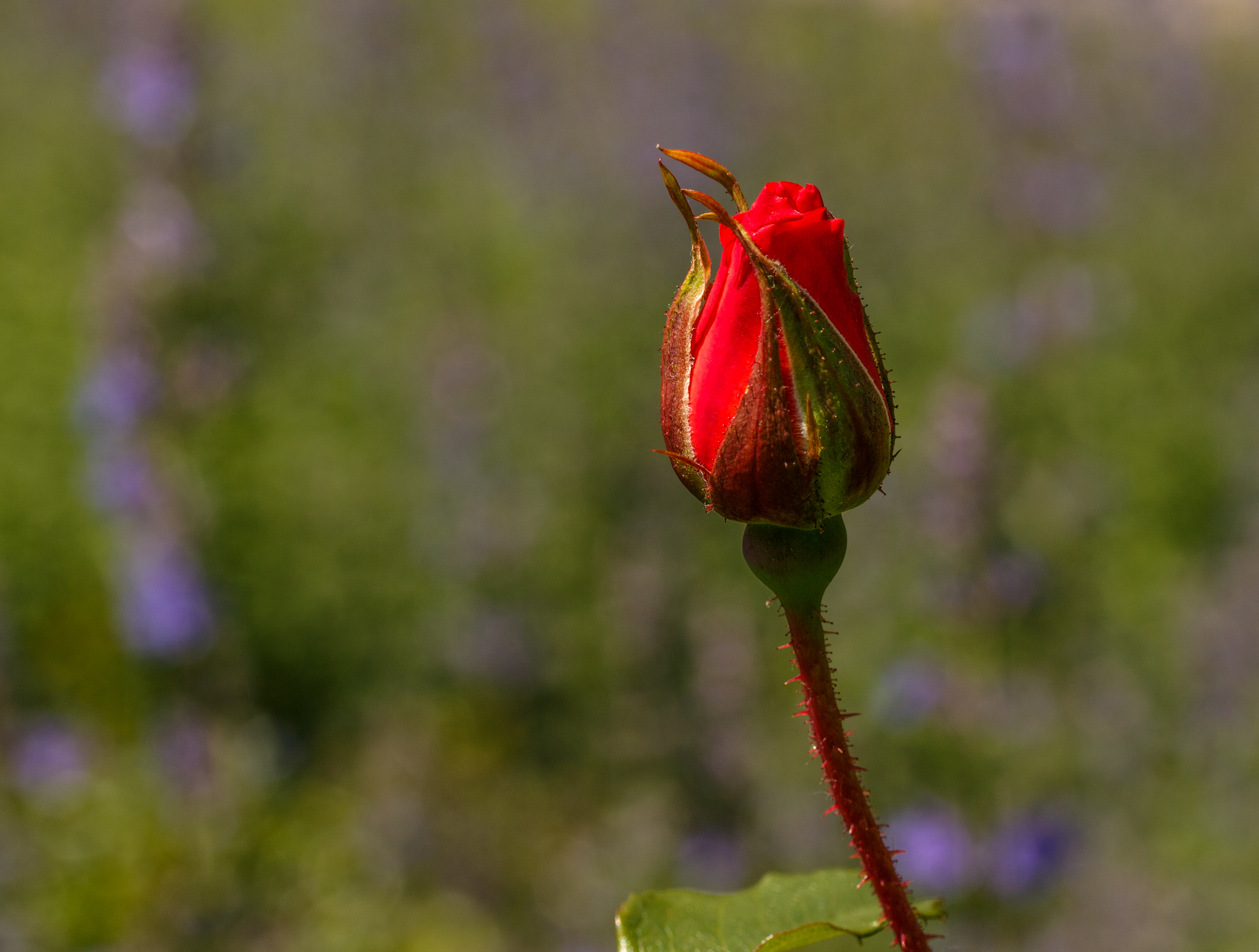Knop Rosa 'La Sevillana'. Locatie, Tuinen Mien Ruys