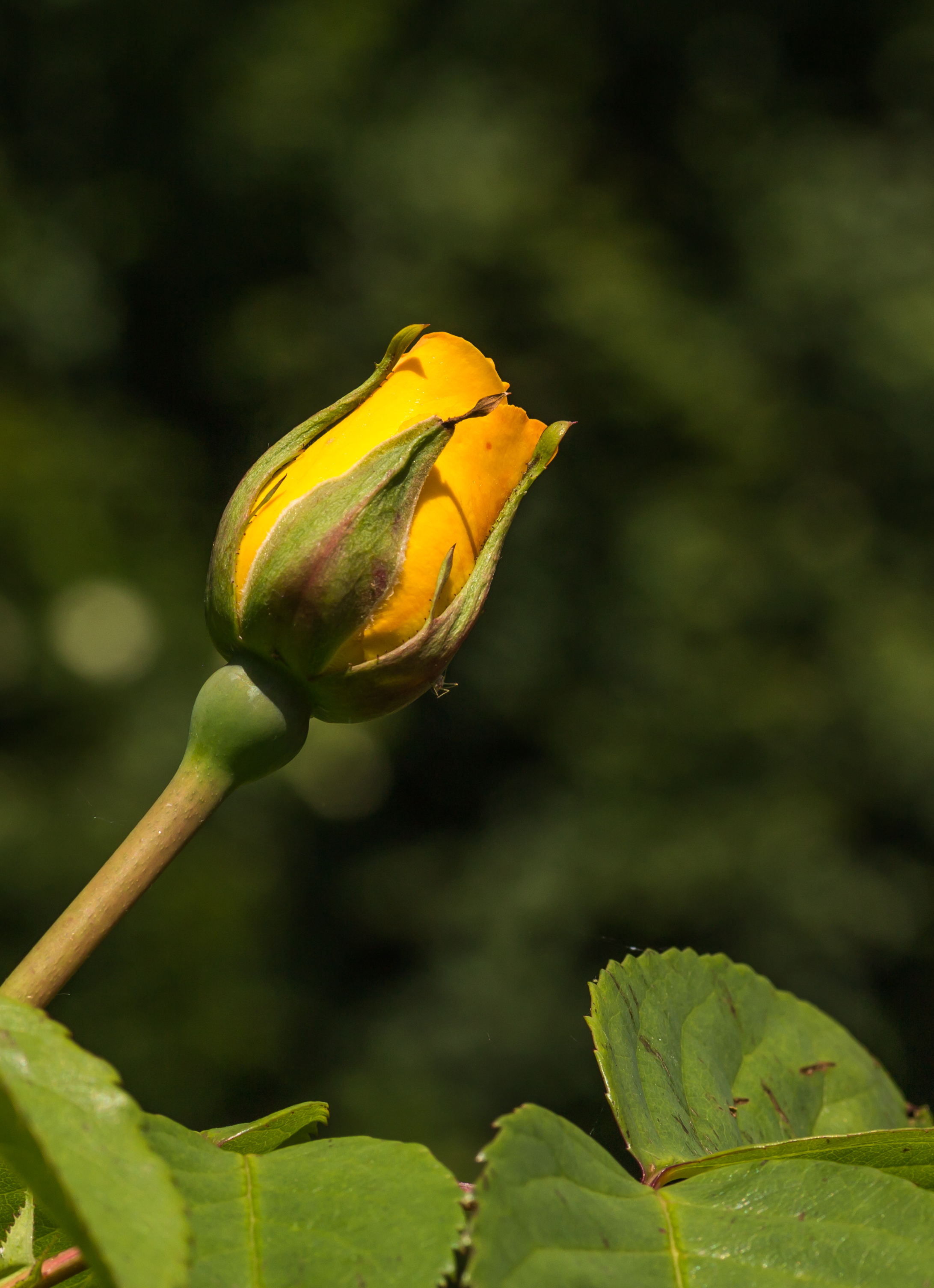 Knop Rosa 'Rugelda'. Locatie, Tuinen Mien Ruys 03