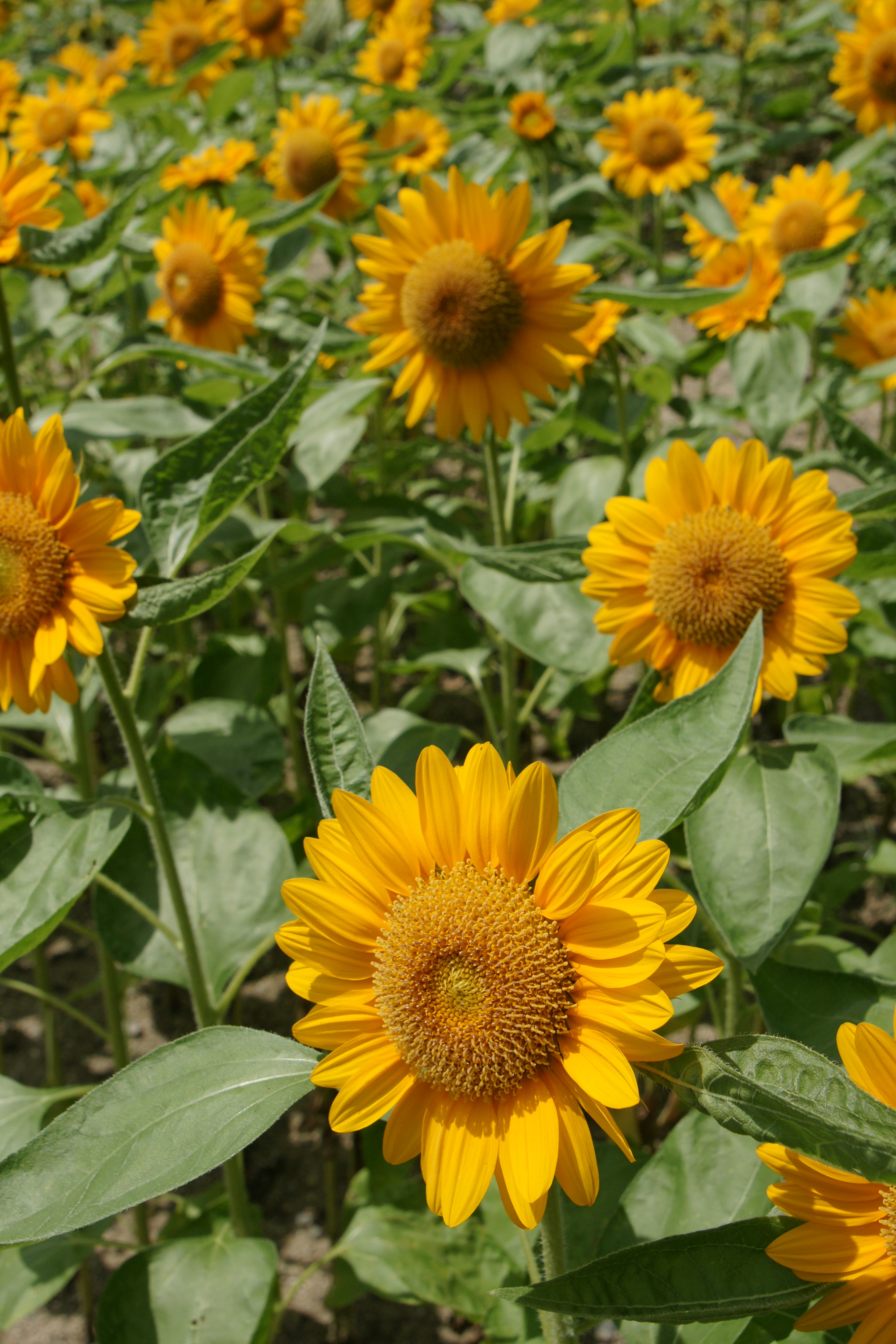 Kobe Nunobiki Herb Garden03n3200