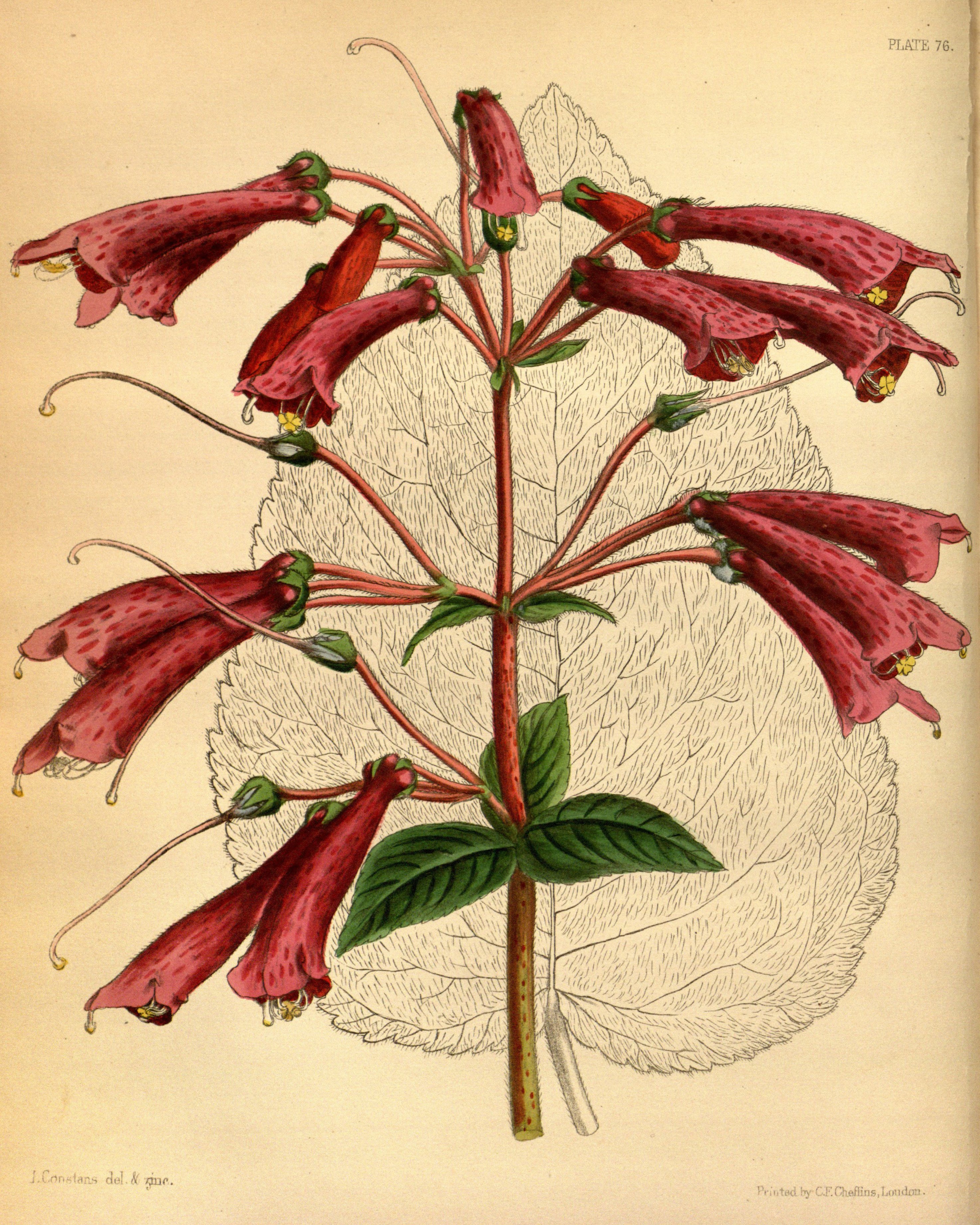 Kohleria rugata Paxton 76