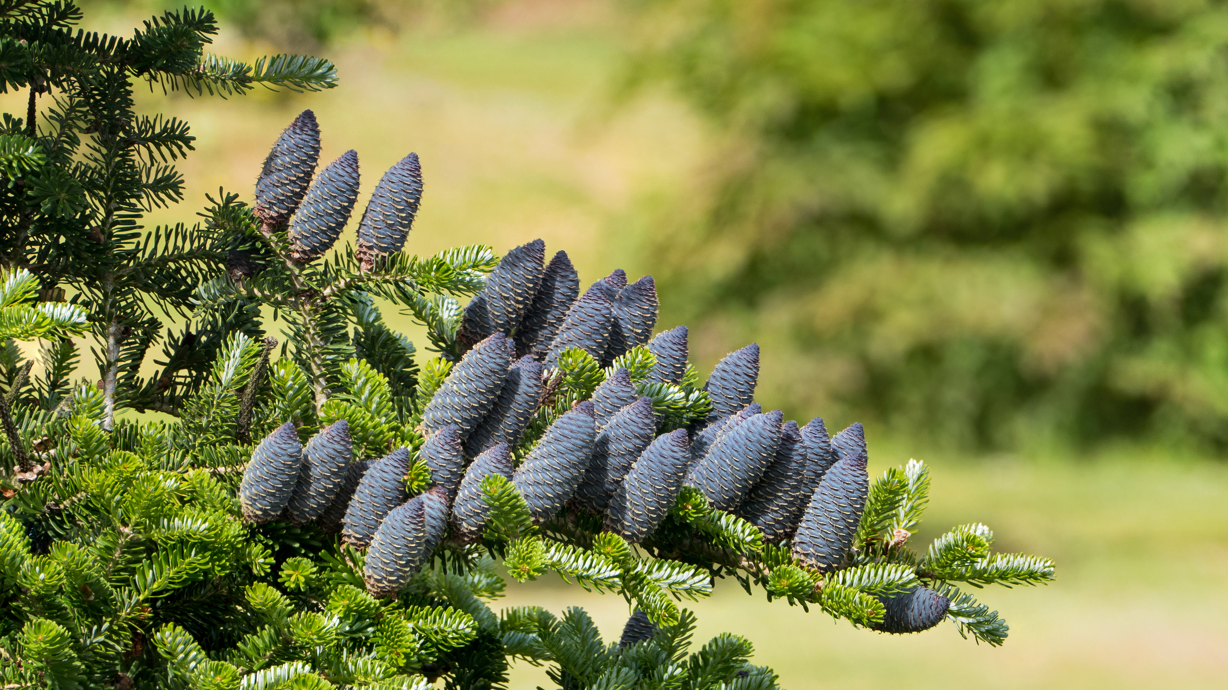 Korean fir - branch with cones