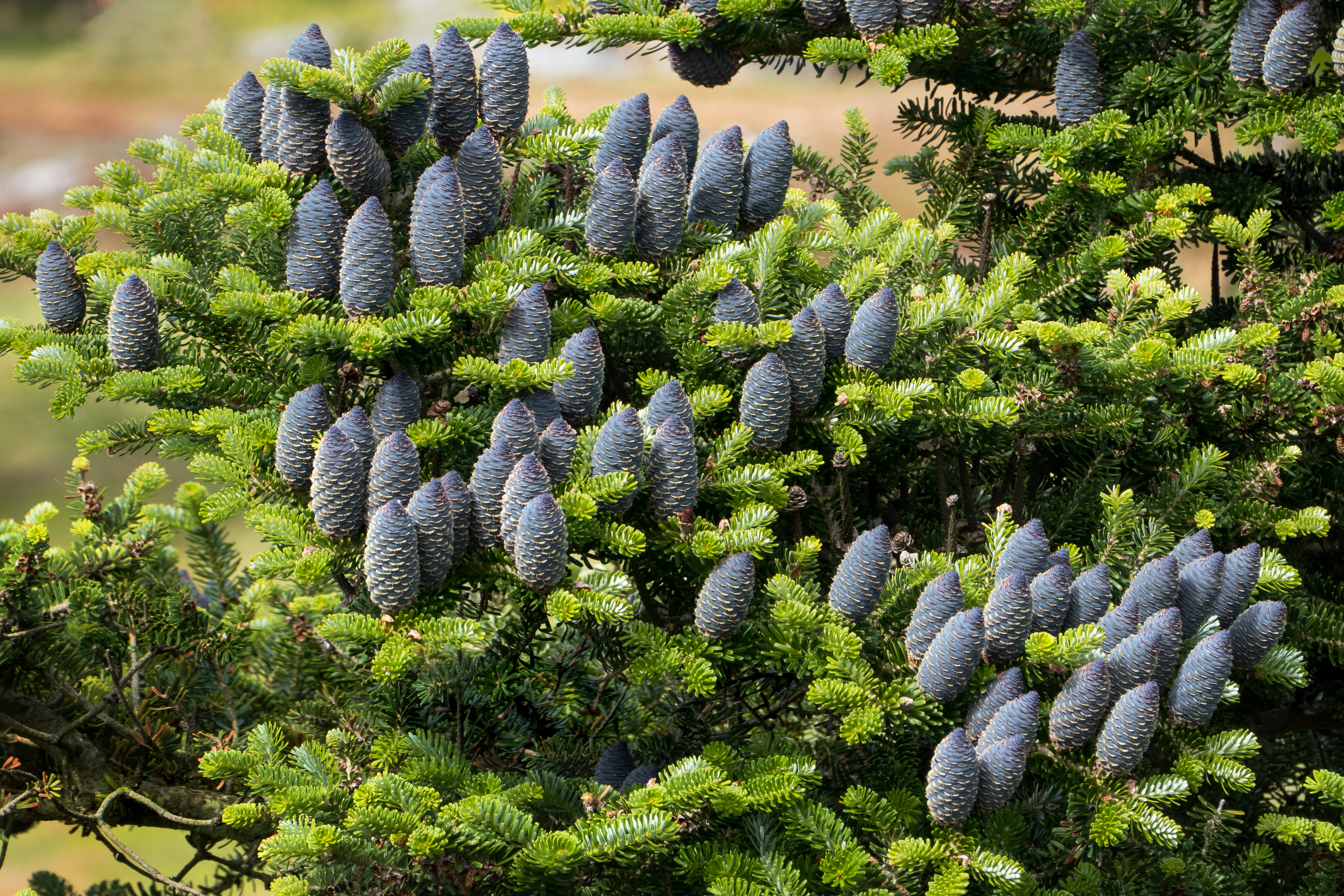 Korean fir - branches with cones 2