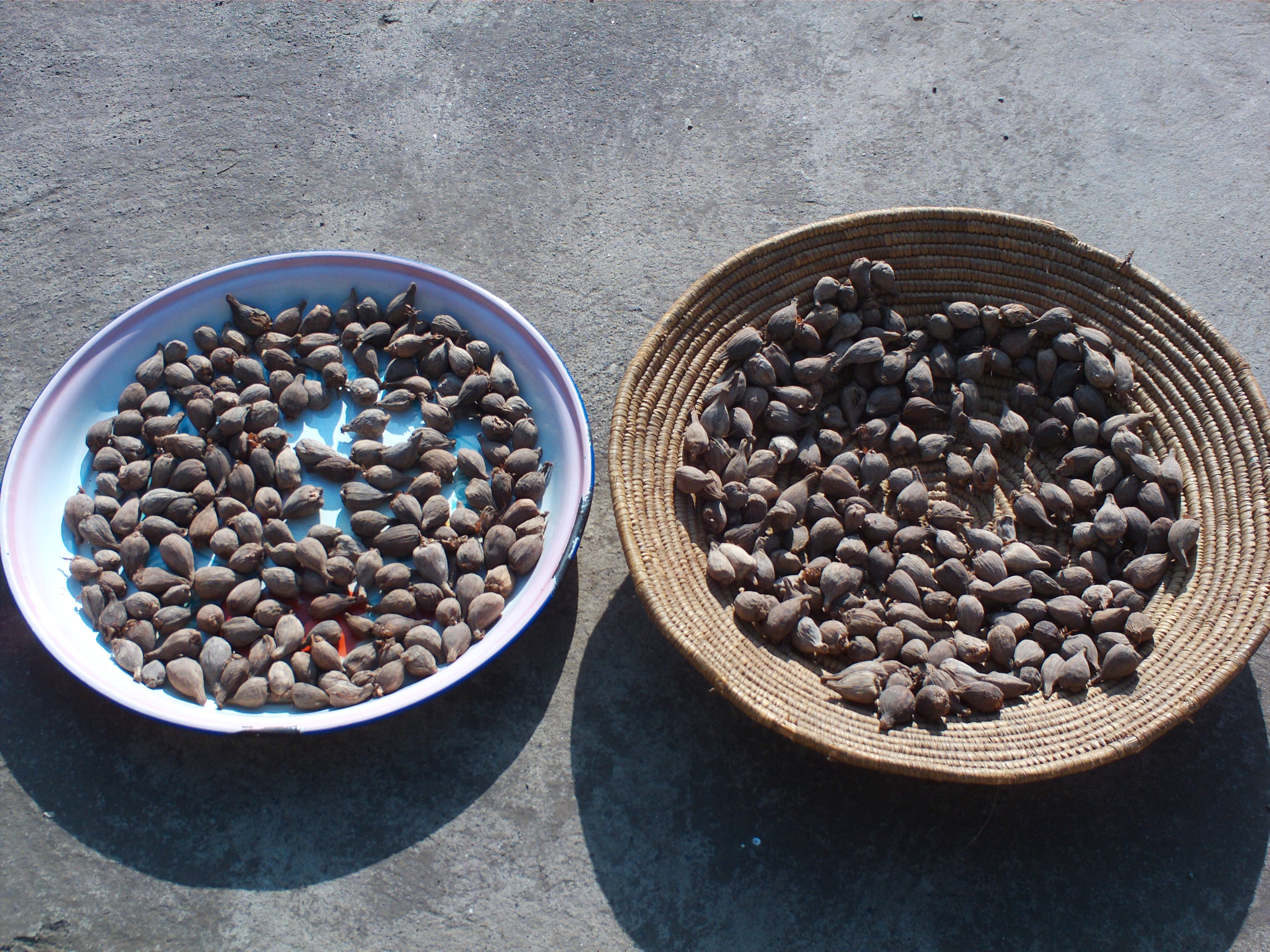 Kororima Whole 01