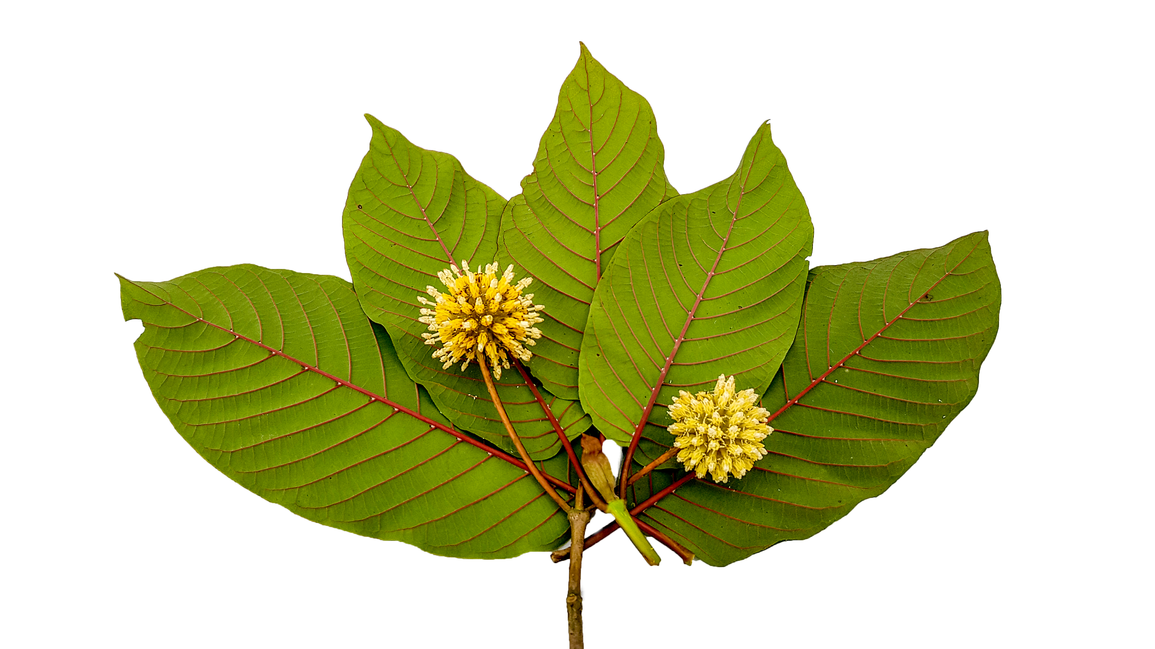 Kratom leaves
