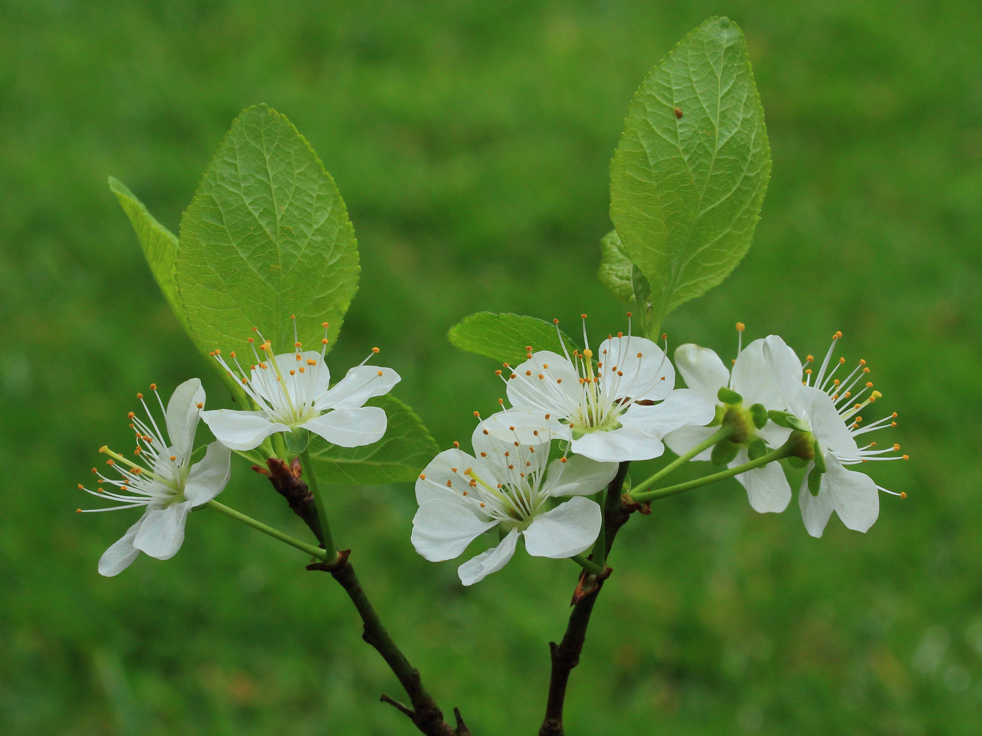 Krentenboompje (Amelanchier). Bloemen 04