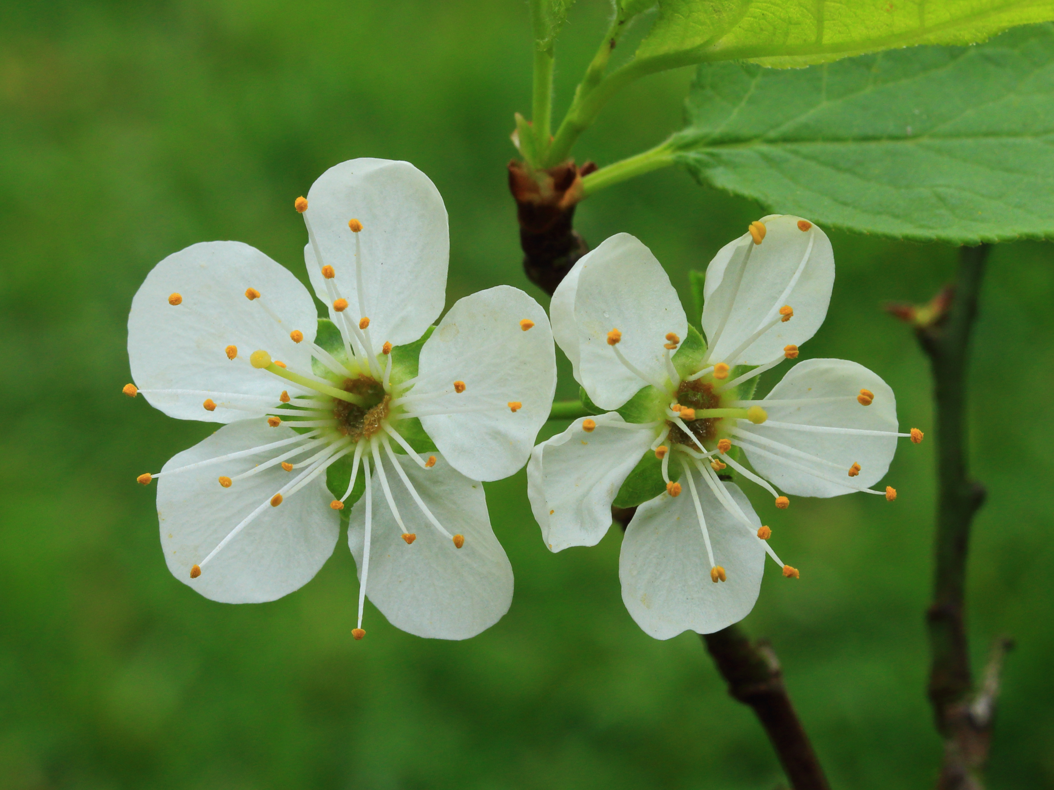 Krentenboompje (Amelanchier). Bloemen 05