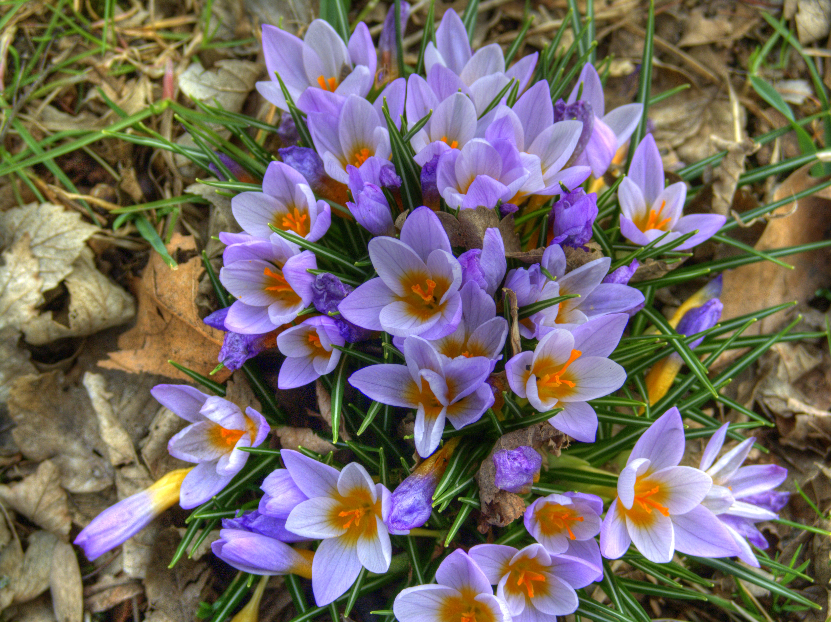 Krokus (2318515902)
