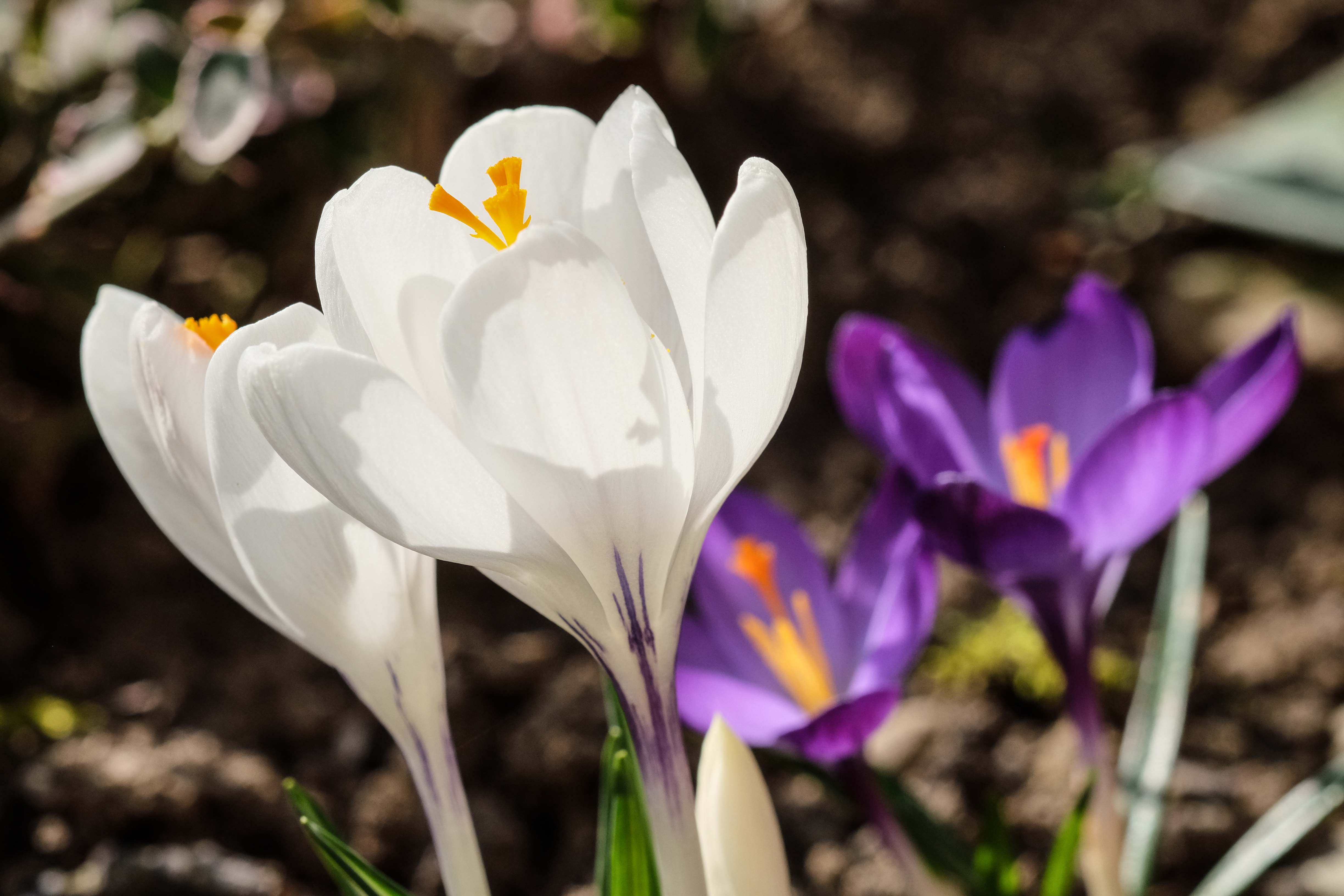 Krokusse-5340