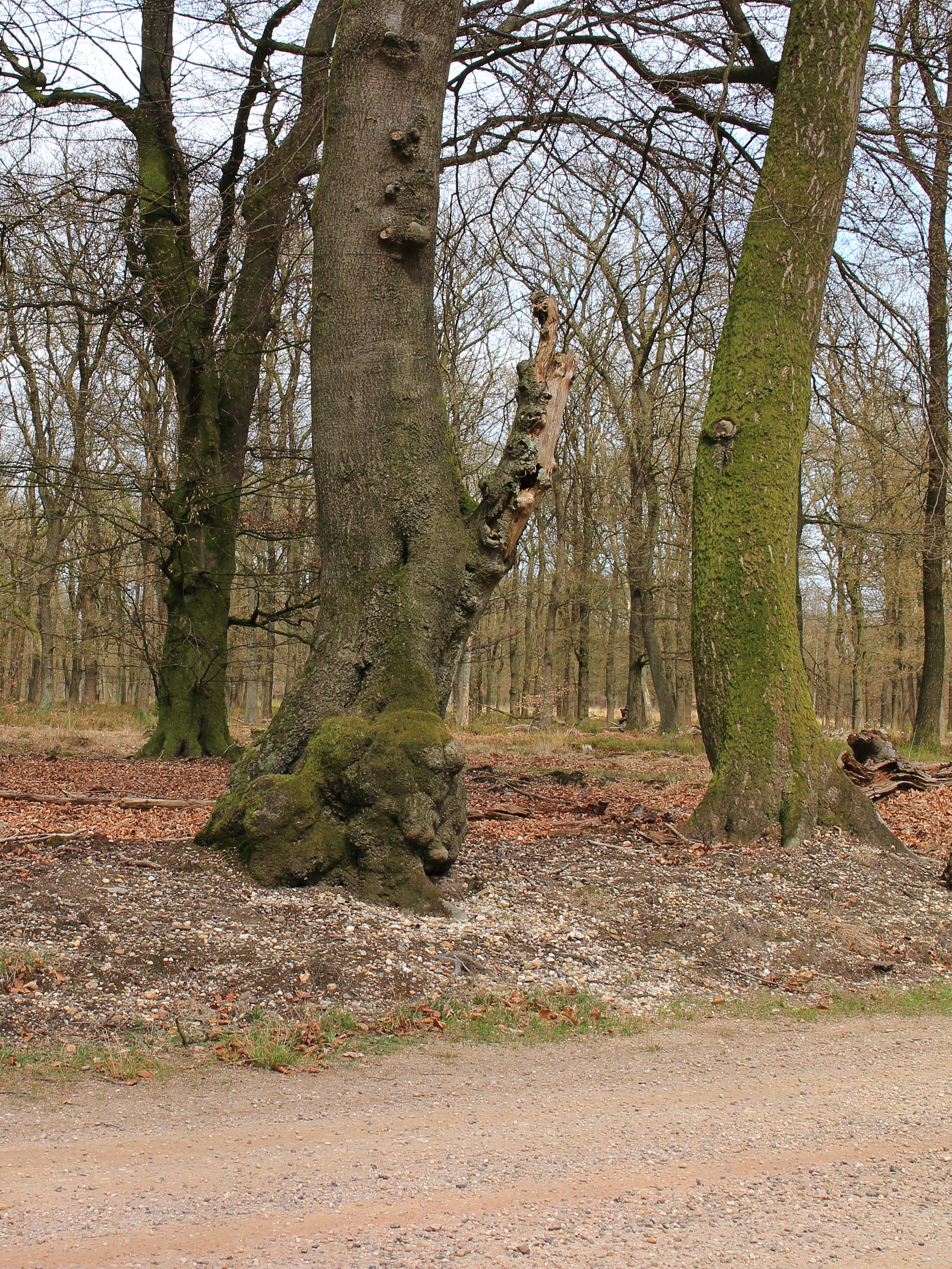 Kroondomein, eik aan de Wieselseweg