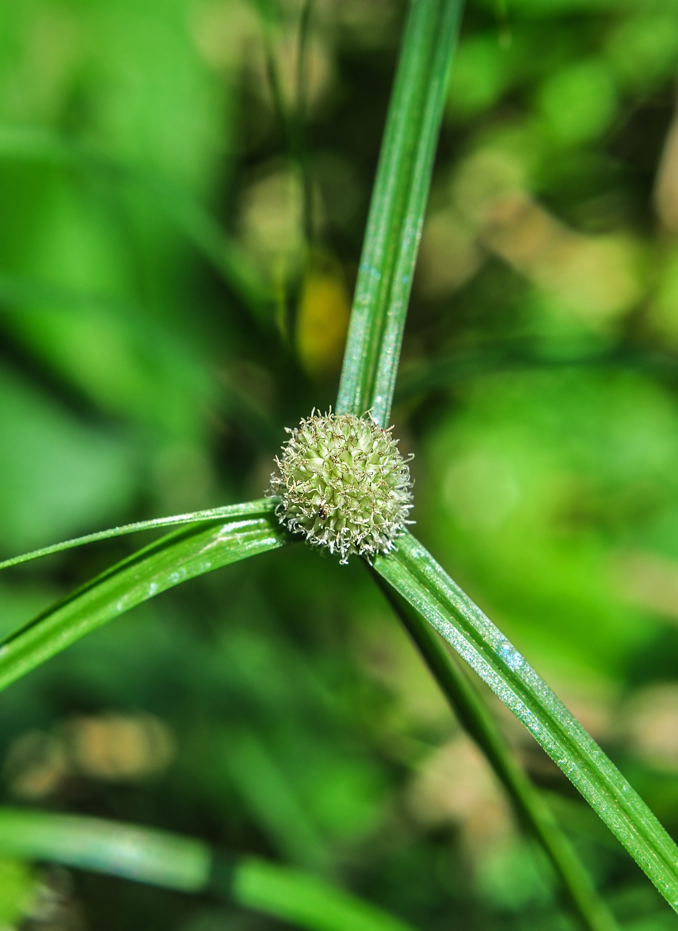 Kyllinga gracillima 08052014 (3)