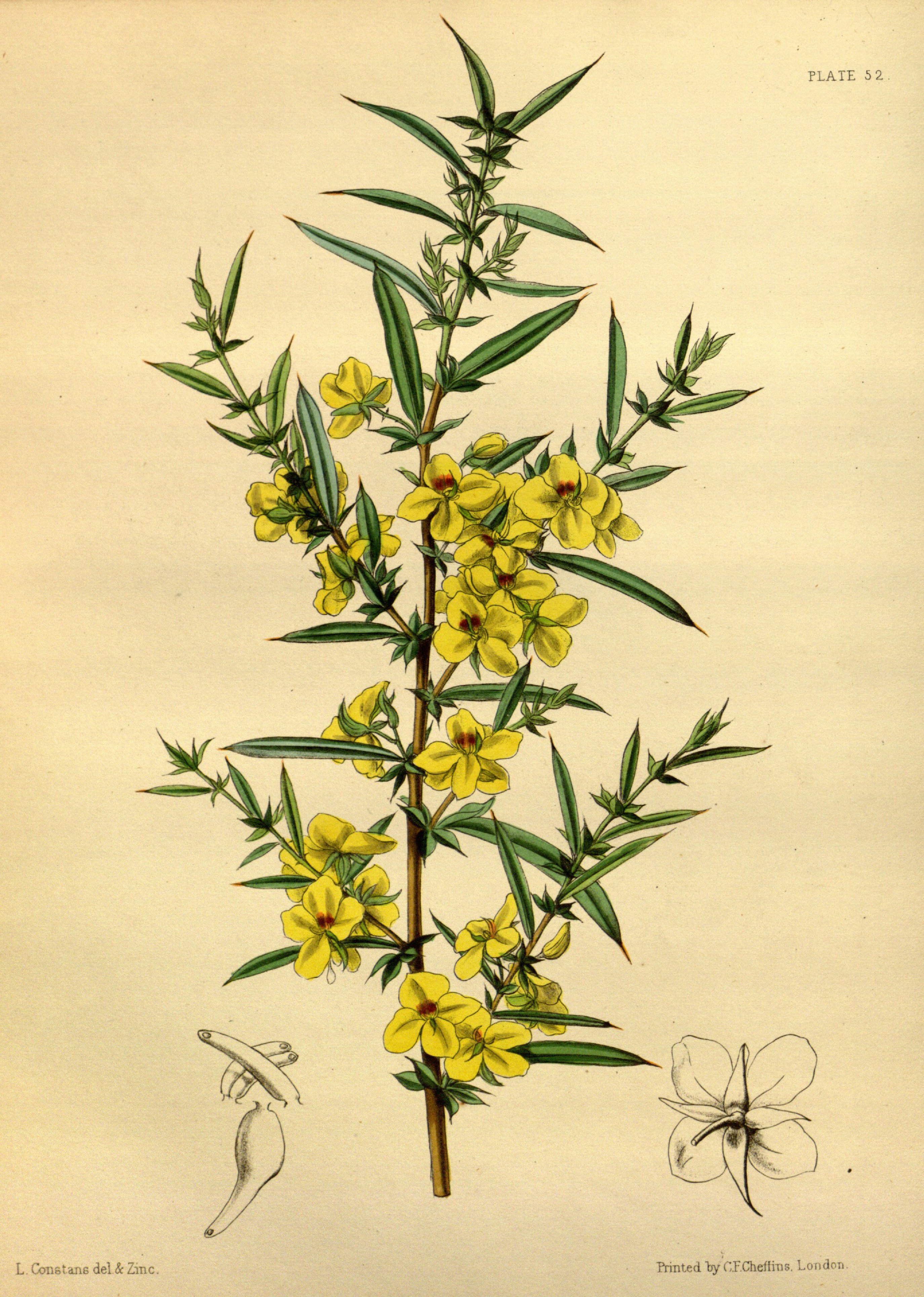 Labichea lanceolata Paxton 052