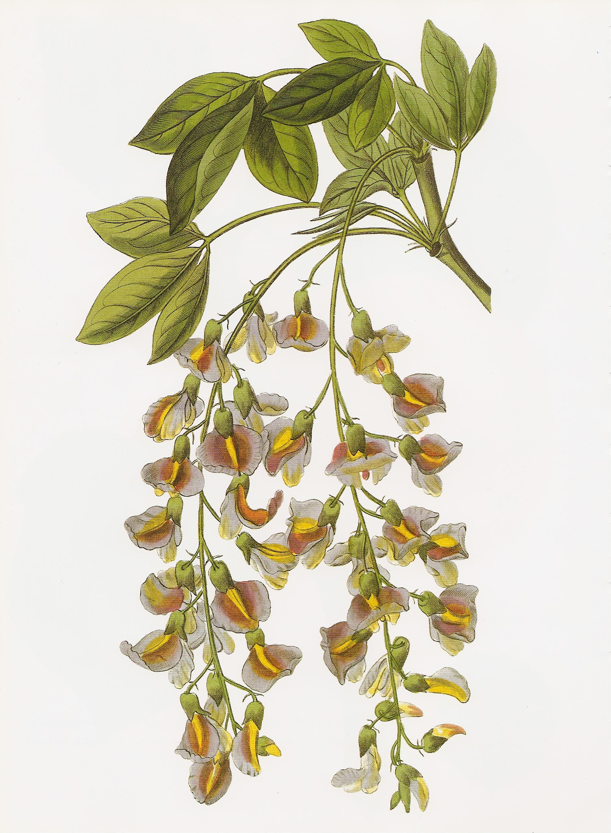 Laburnocytisus Adami RHS