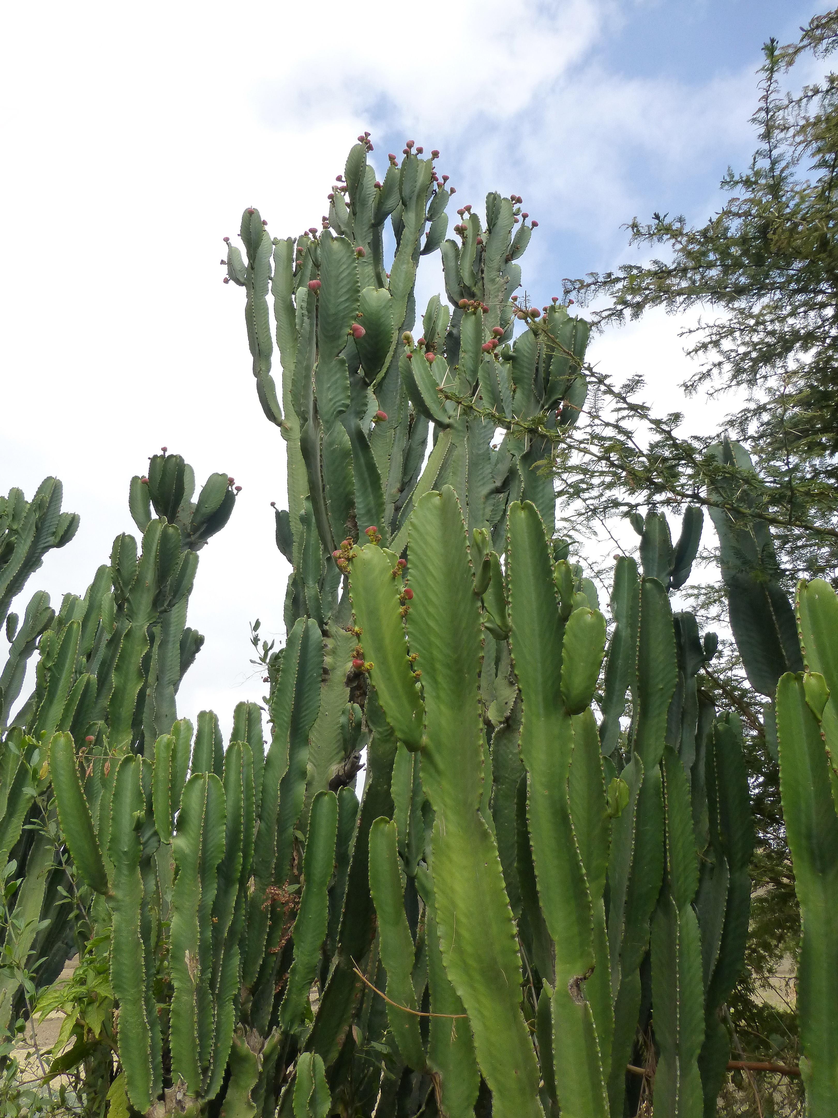 Lac Haïk-Ethiopie-Euphorbia candelabrum (5)