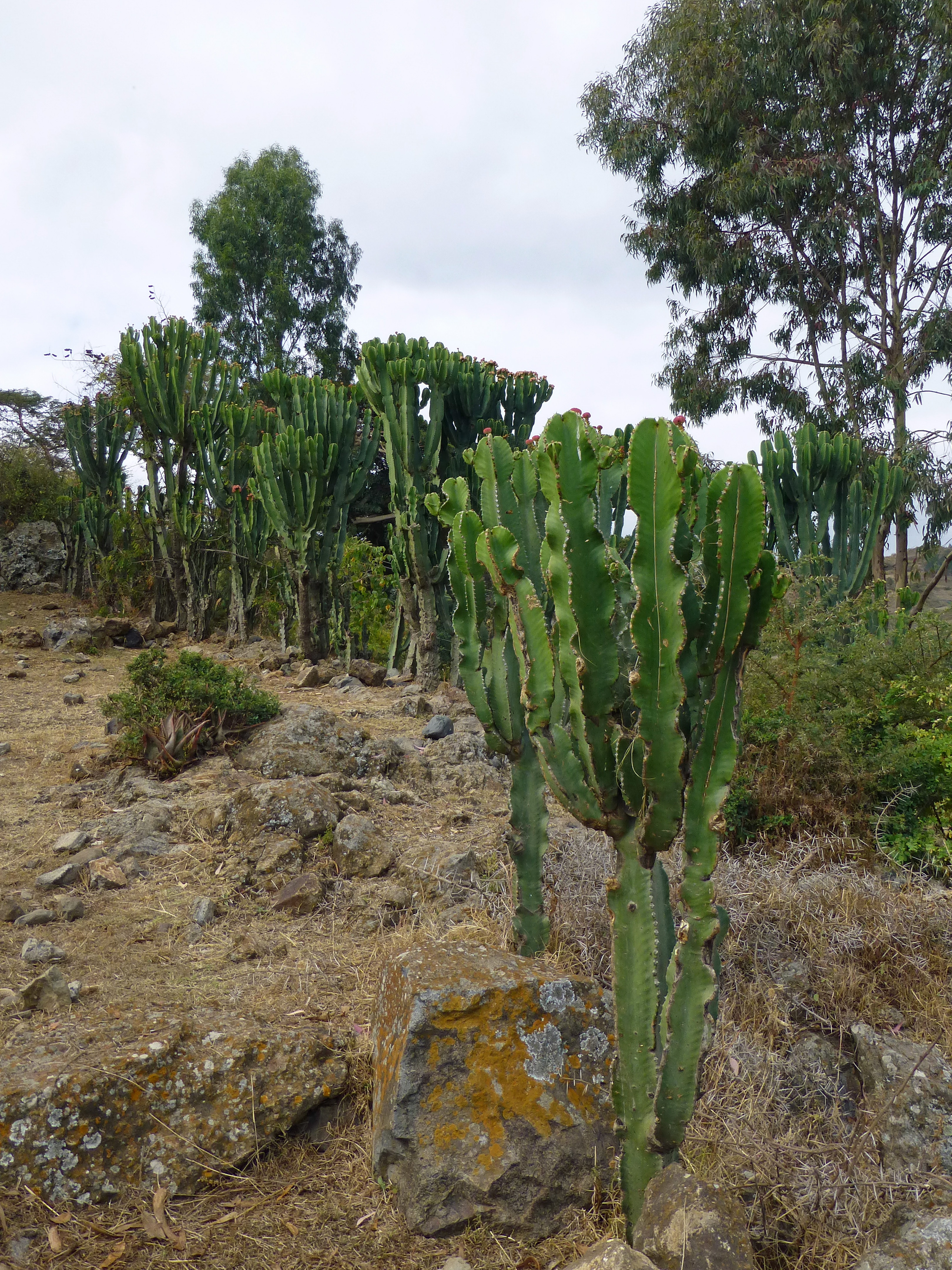 Lac Haïk-Ethiopie-Euphorbia candelabrum (6)