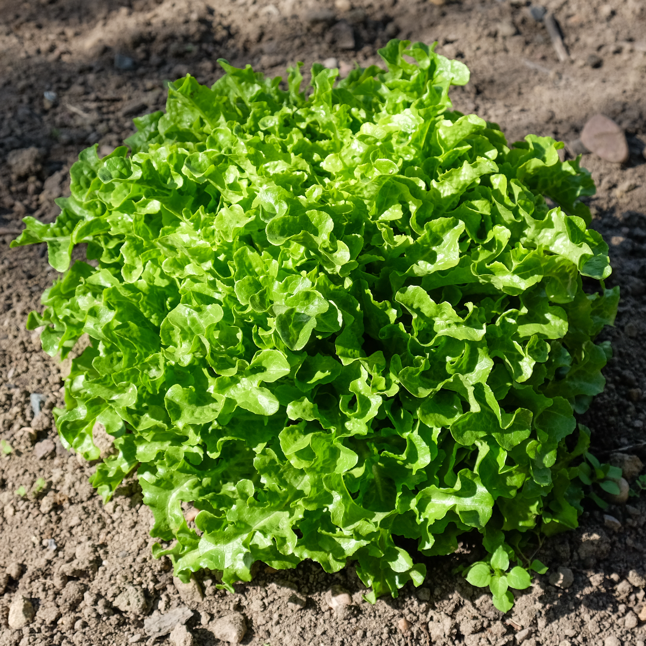 Lactuca sativa 'Ashbrook'