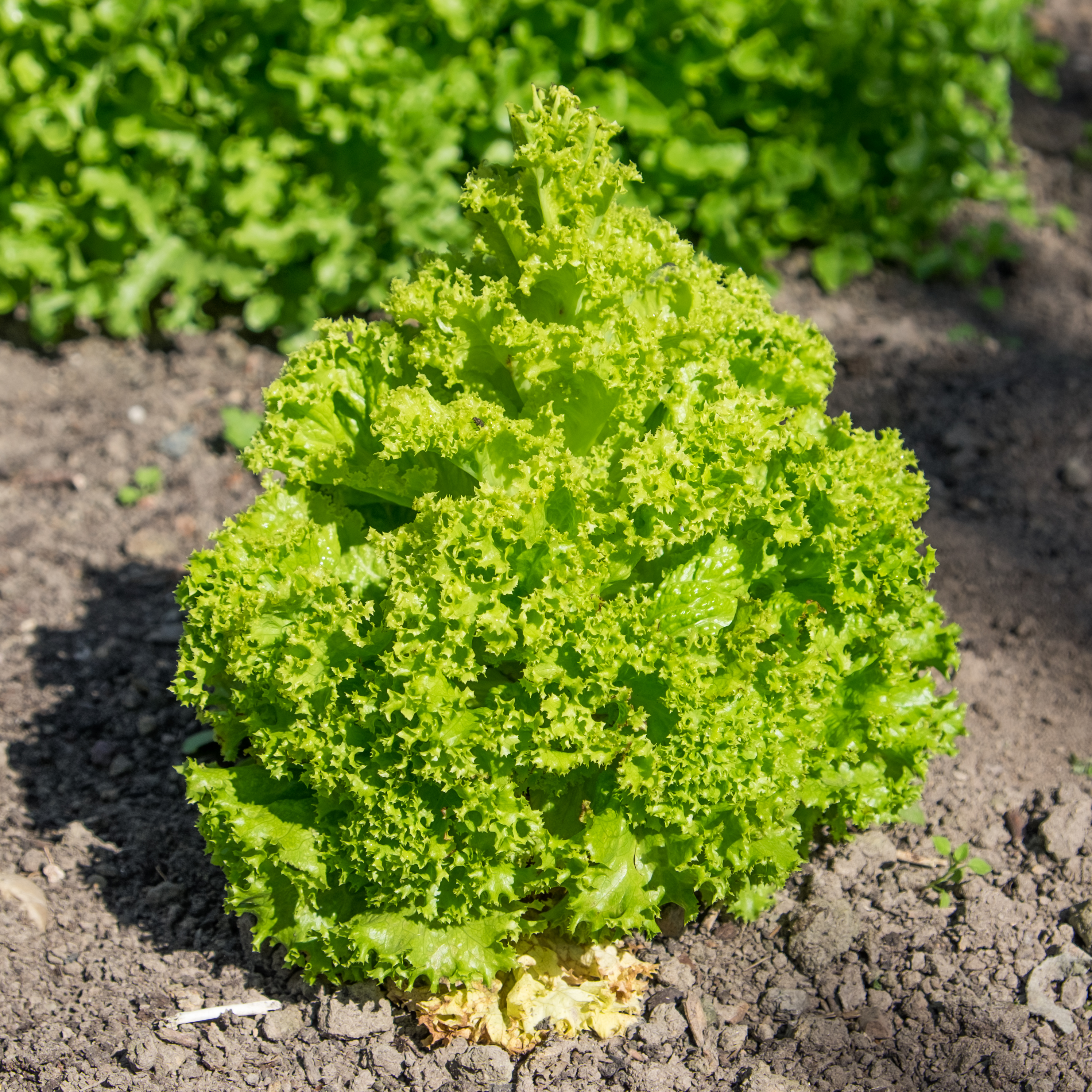 Lactuca sativa 'Lollo Bionda'