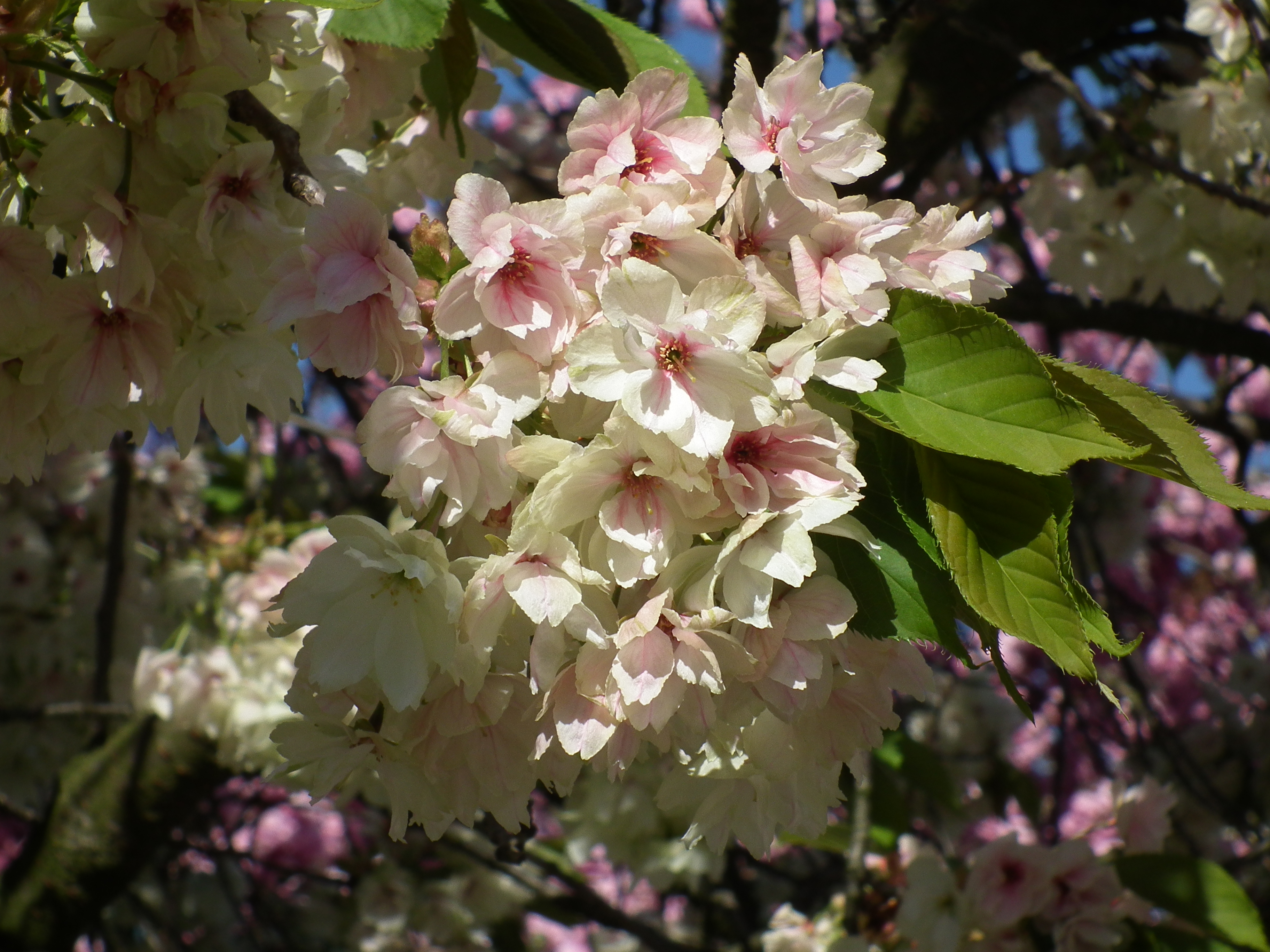 Ladenburg Nahaufnahme Blüte