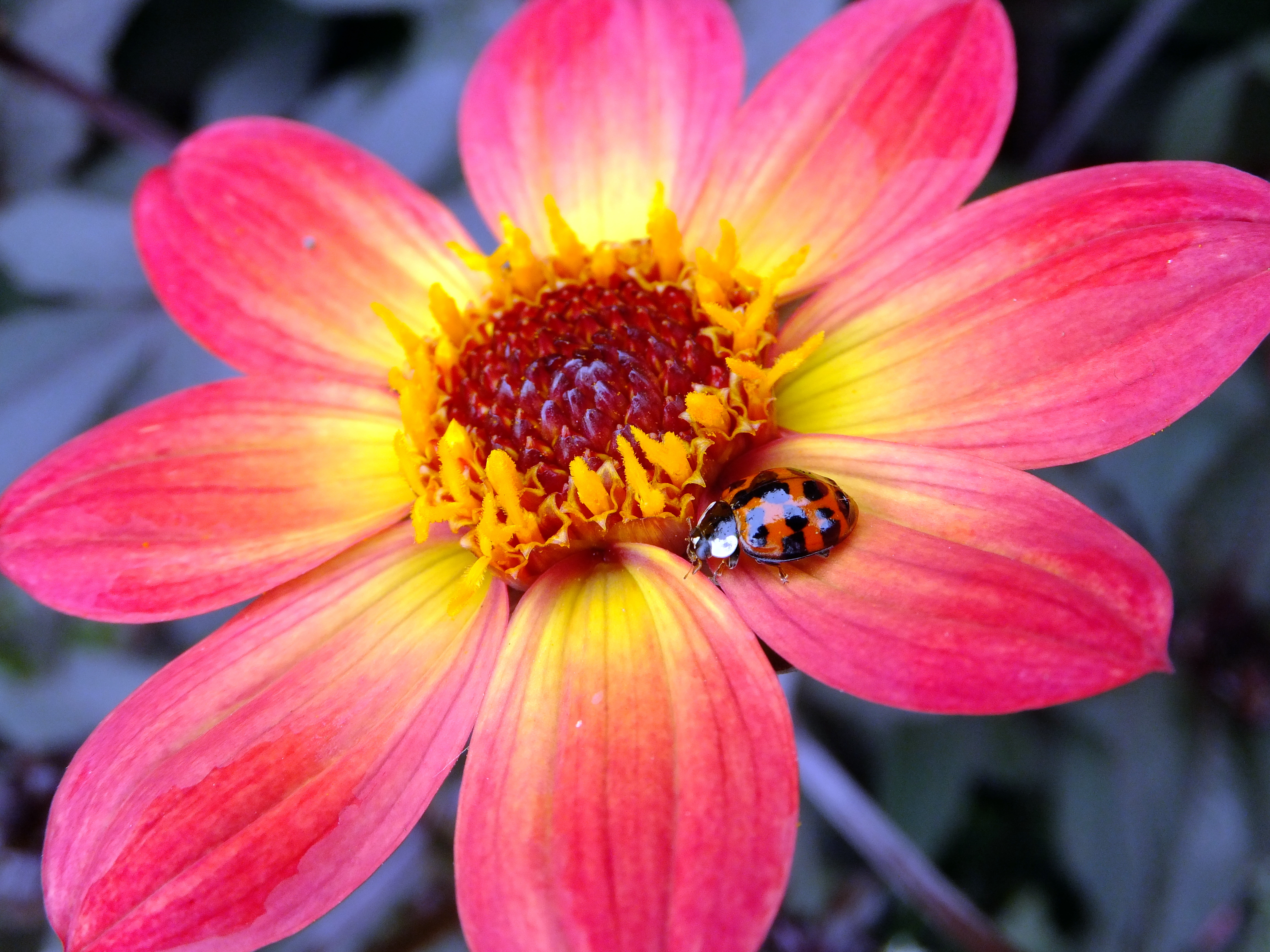 Ladybird (5937691176)