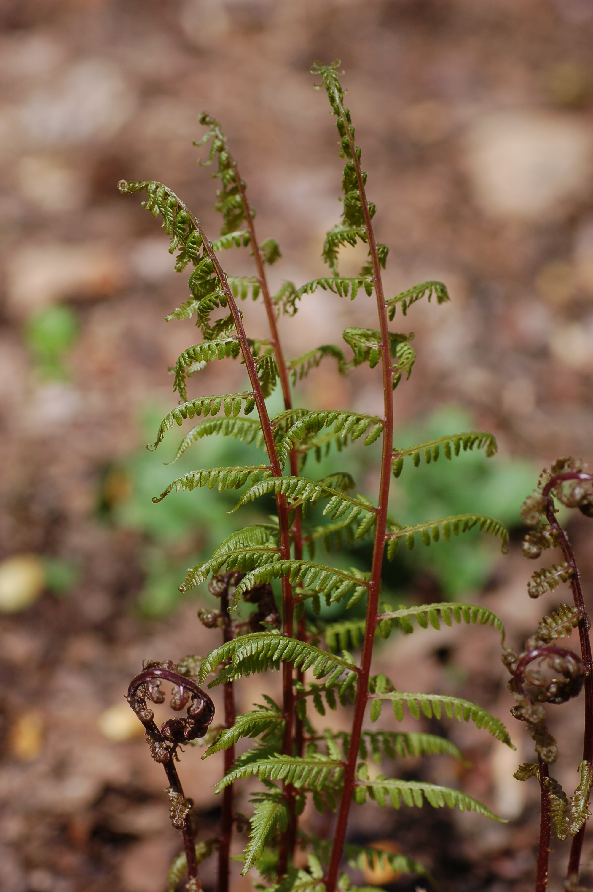 Ladyfern Athyrium filix-femina ssp. angustum 'Lady in Red'