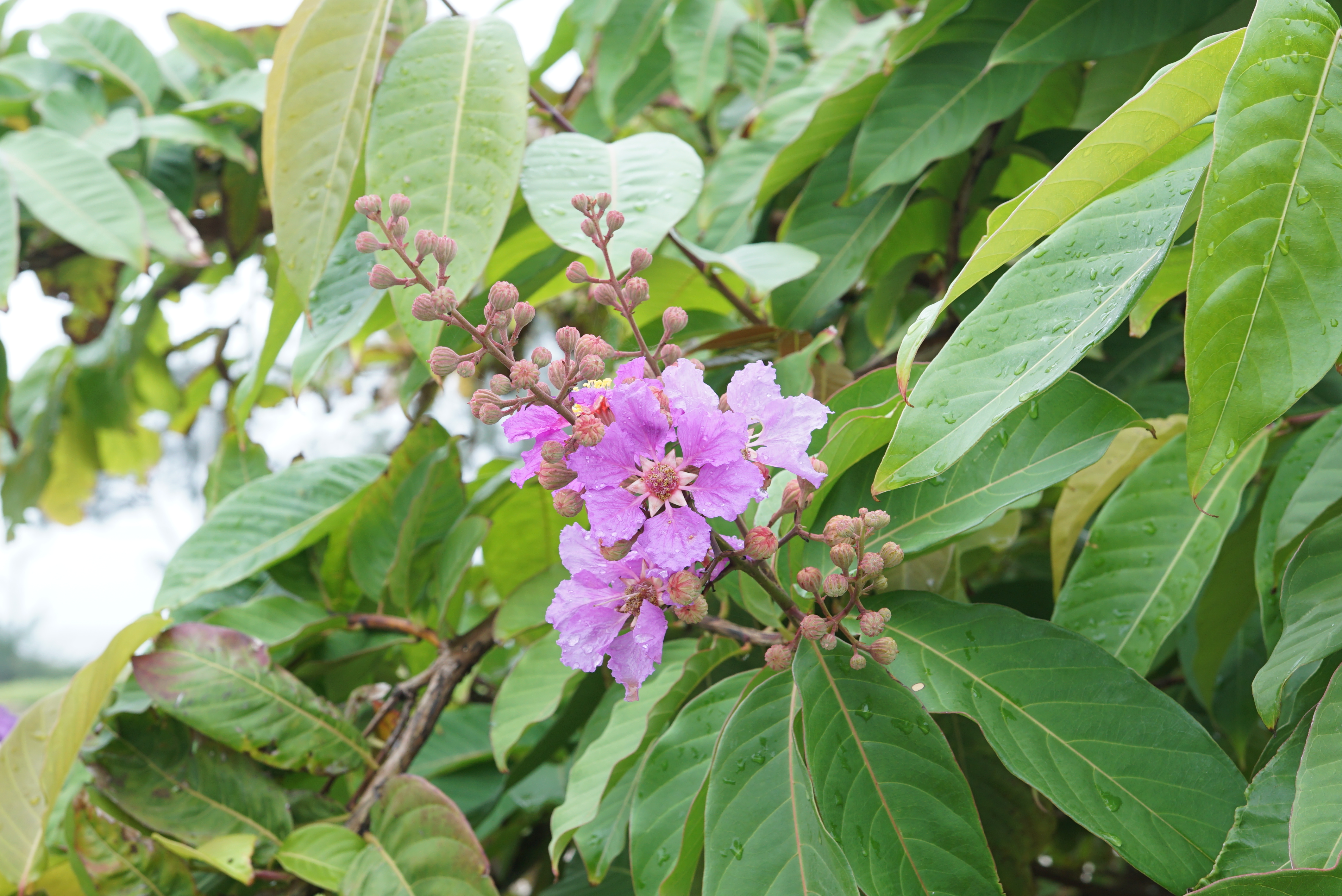 Lagerstroemia speciosa 03948