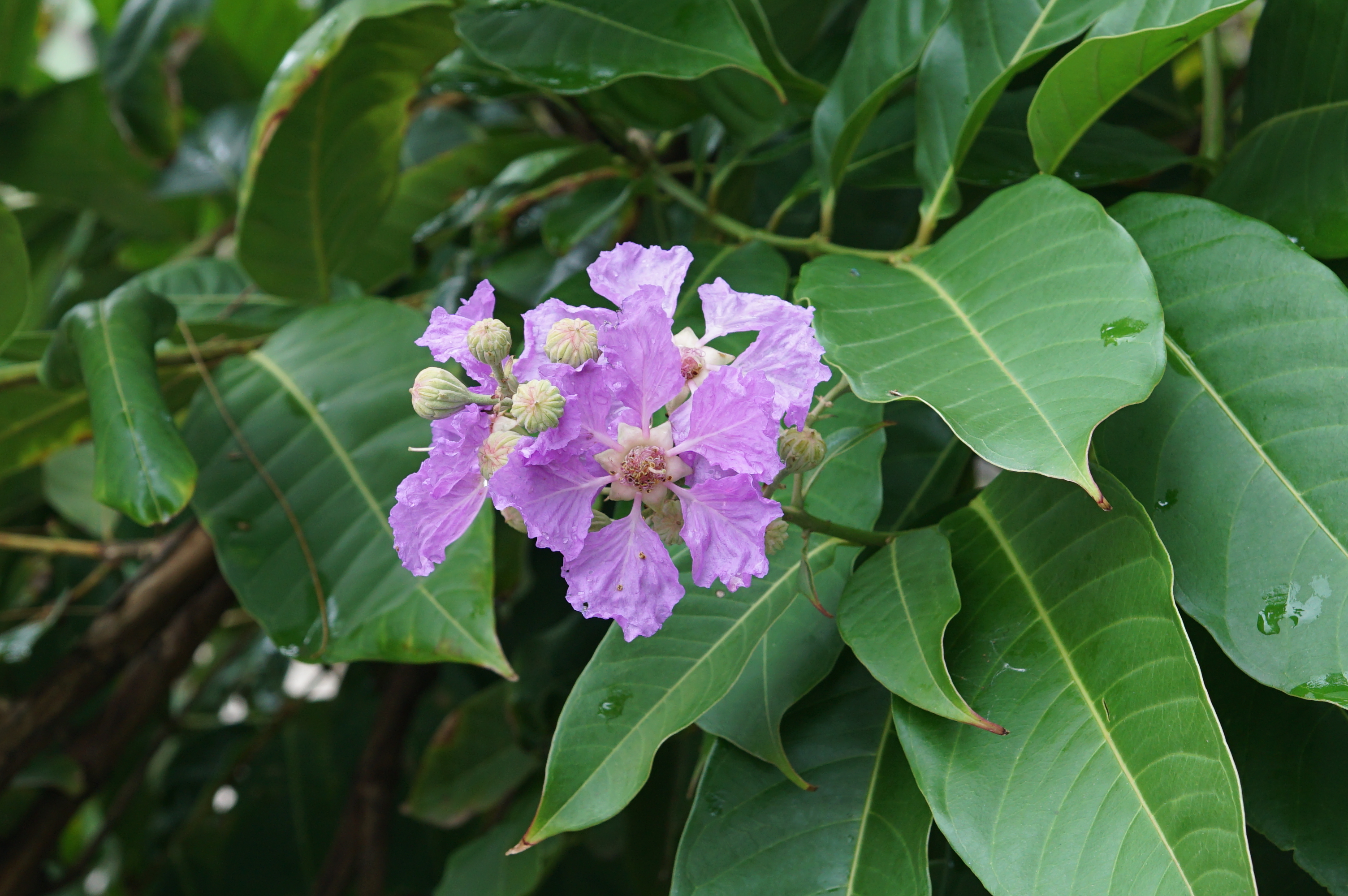 Lagerstroemia speciosa 04000