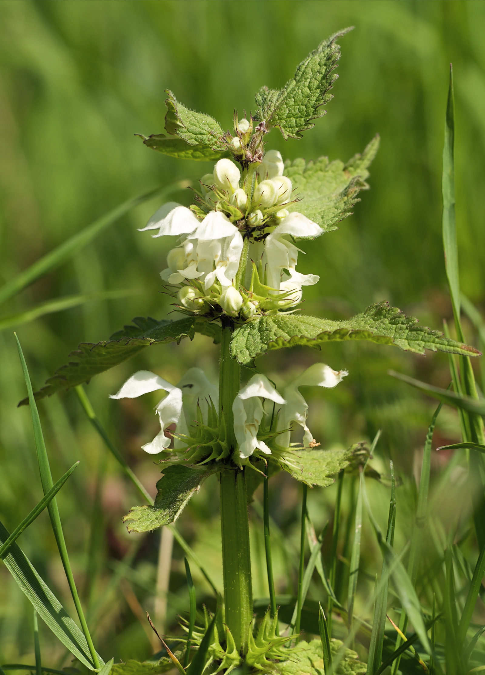 Lamium album LC0137
