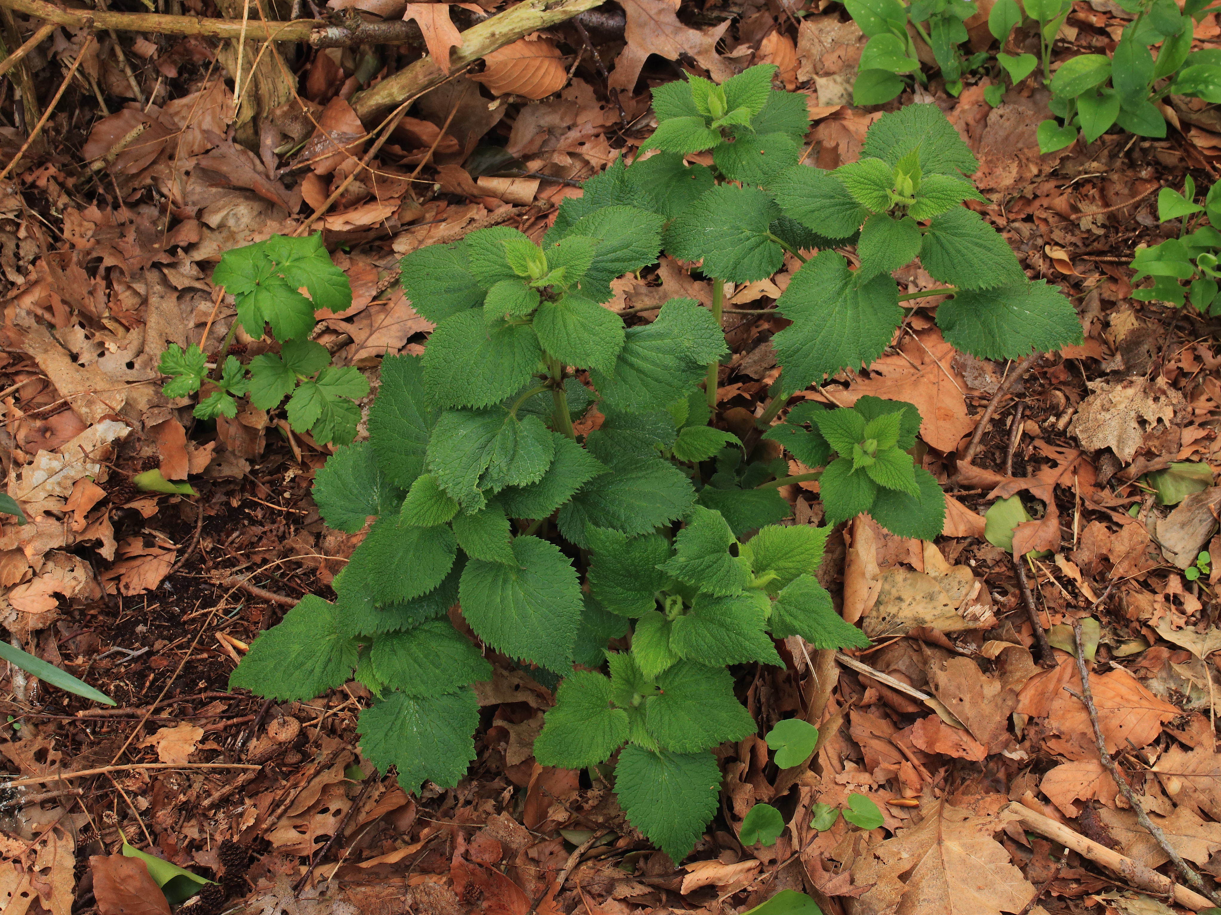 Lamium orvala 02