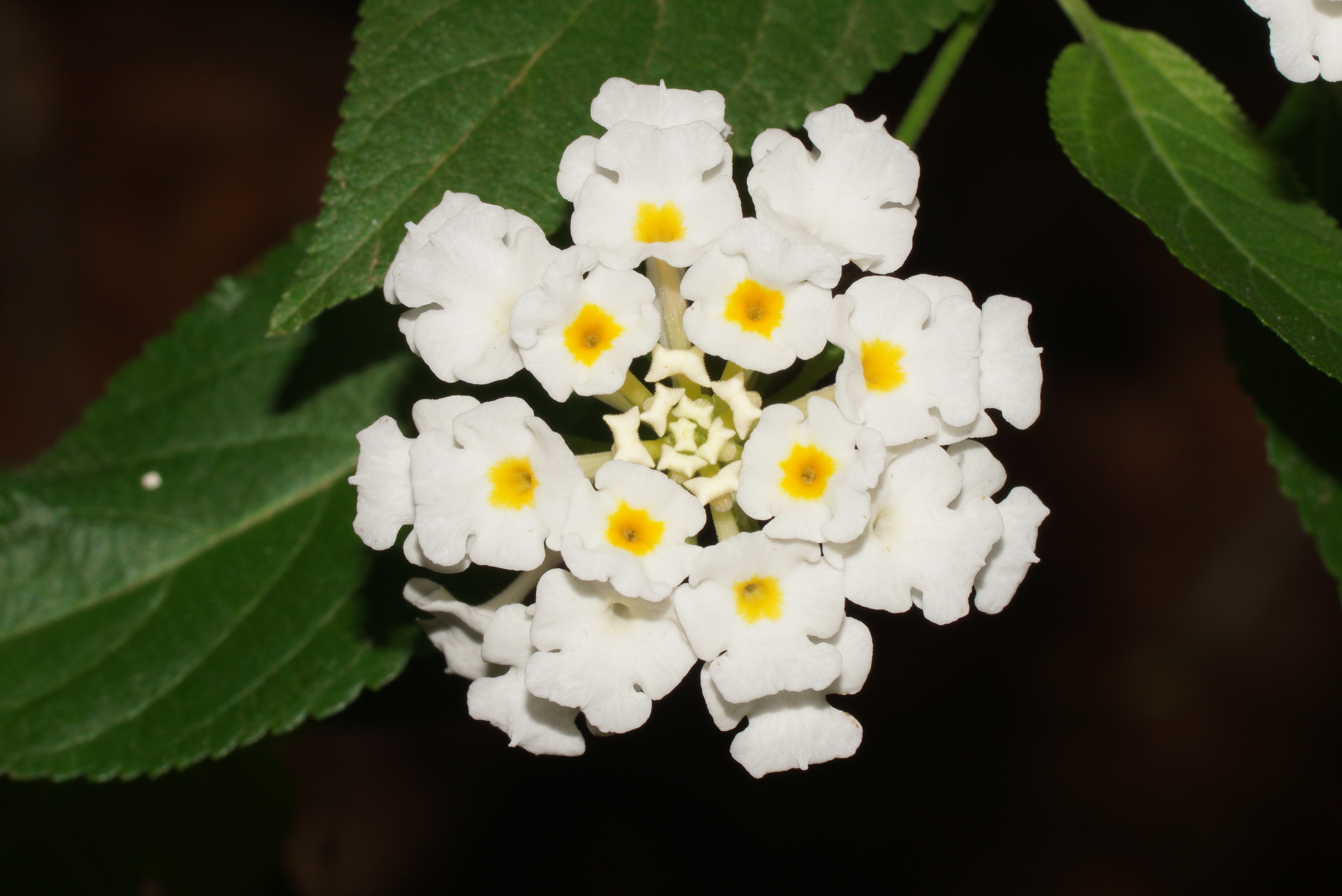 Lantana 05352