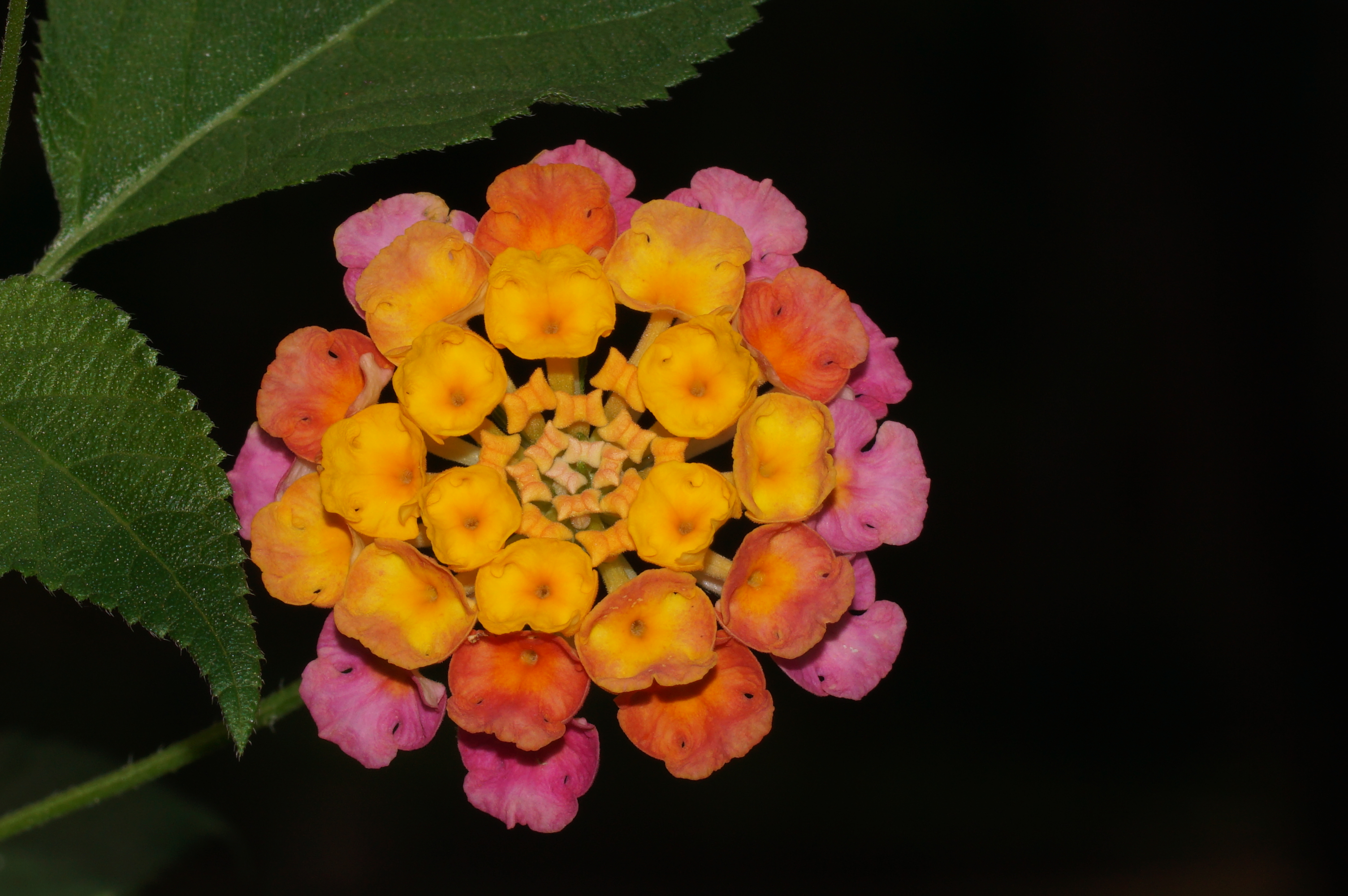 Lantana 05403