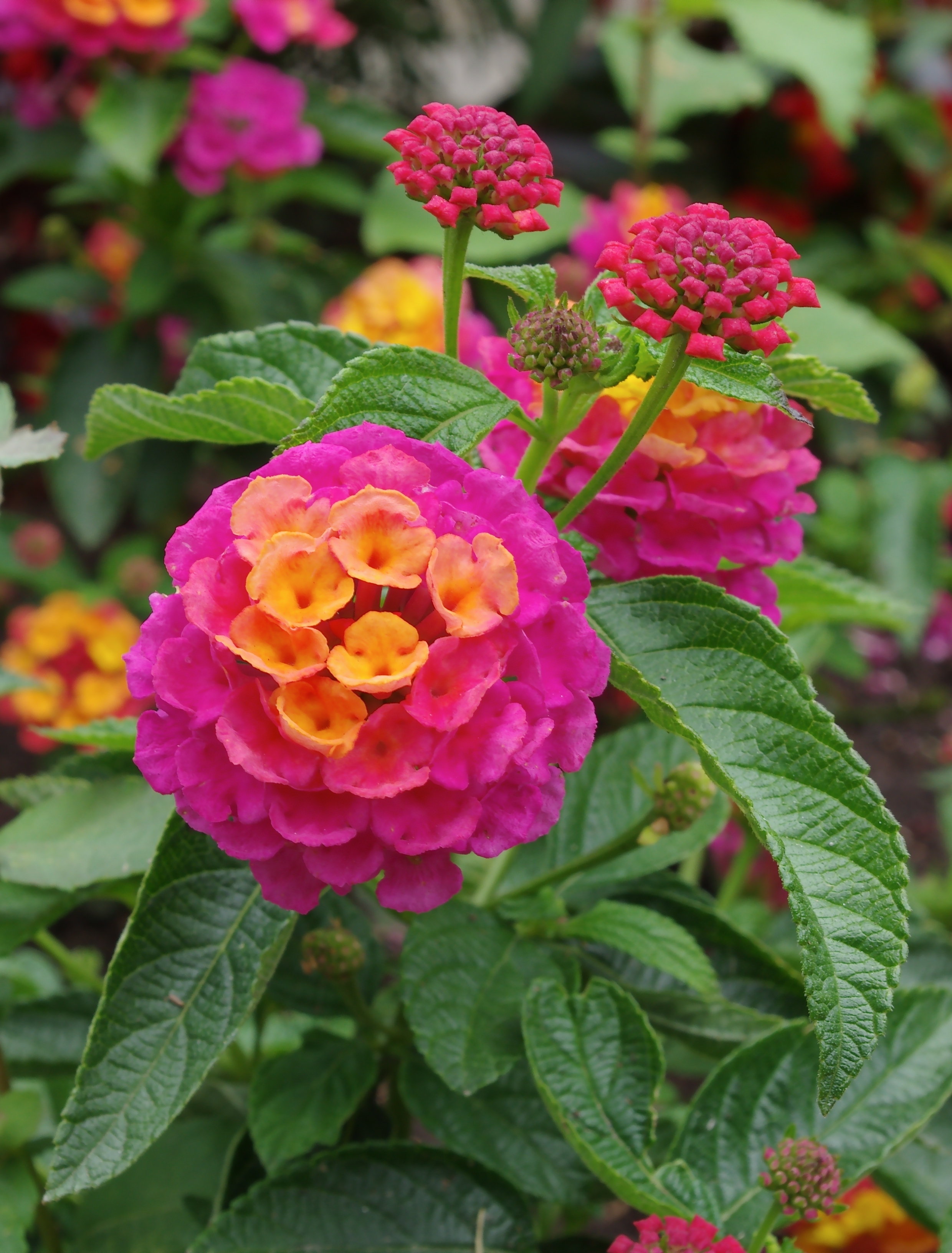 Lantana 2 FR 2012