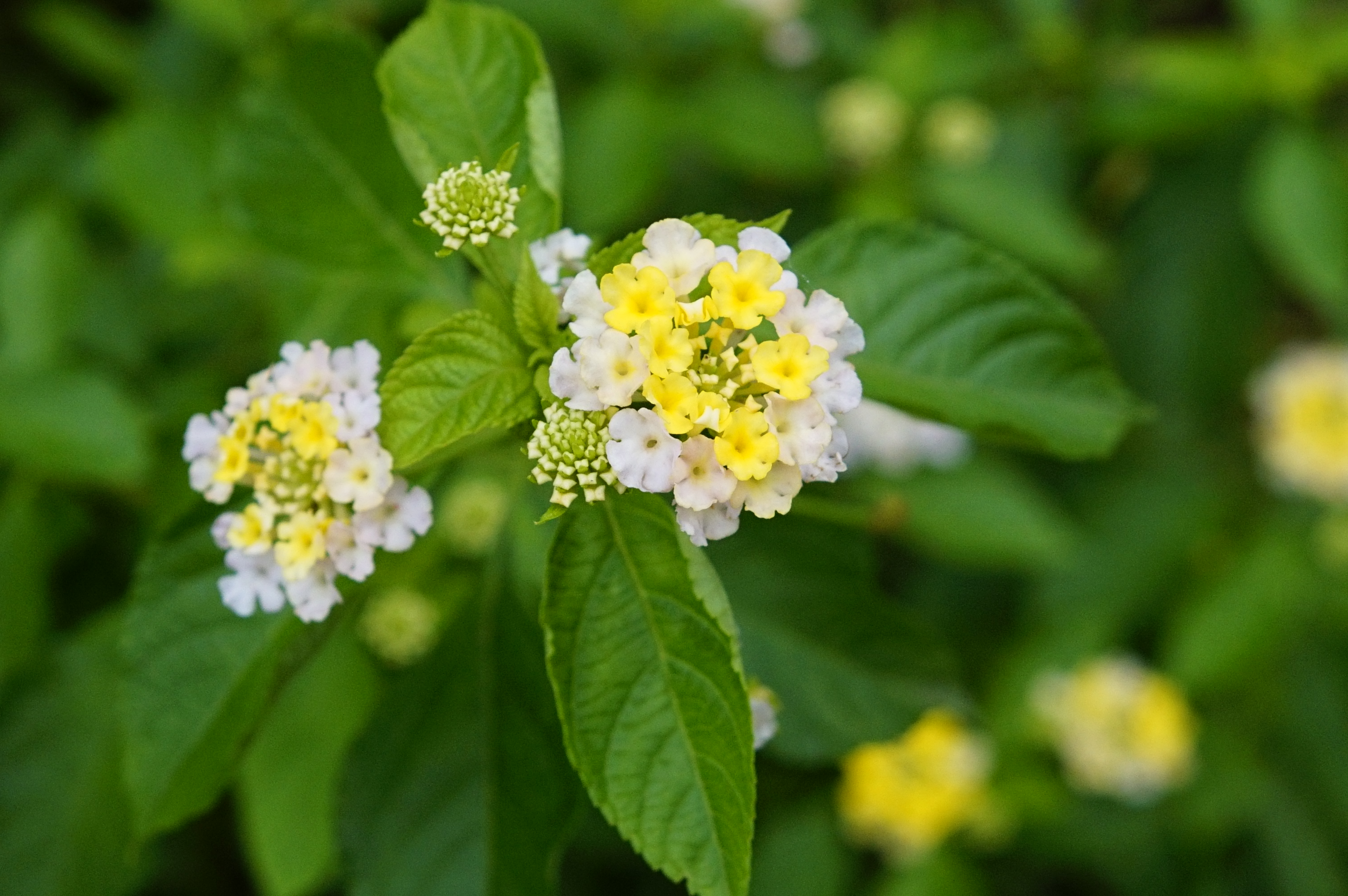 Lantana camara 3234