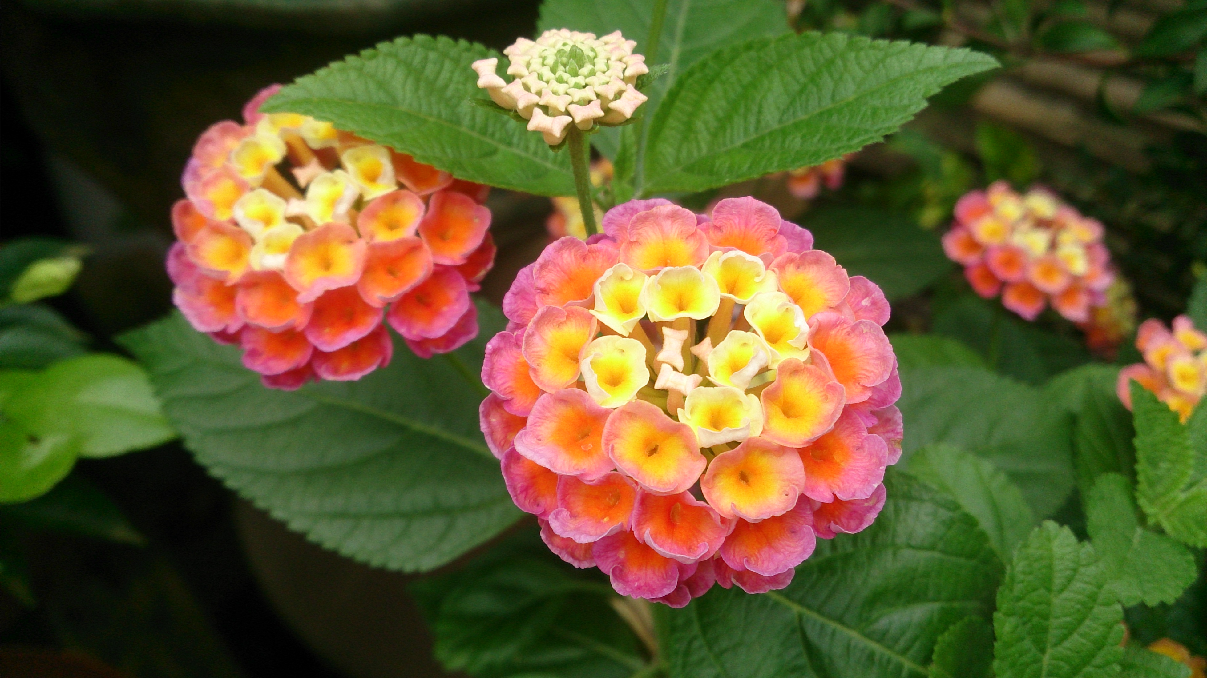 Lantana camara 8
