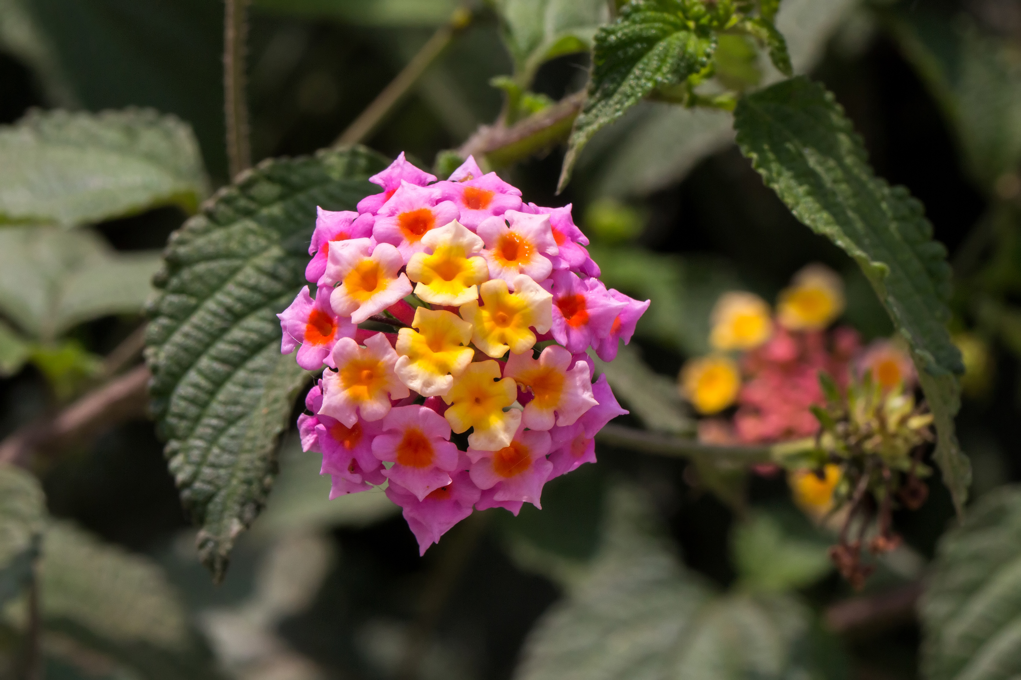 Lantana camara, Bandungan, Semarang Regency, 2014-09-30 01