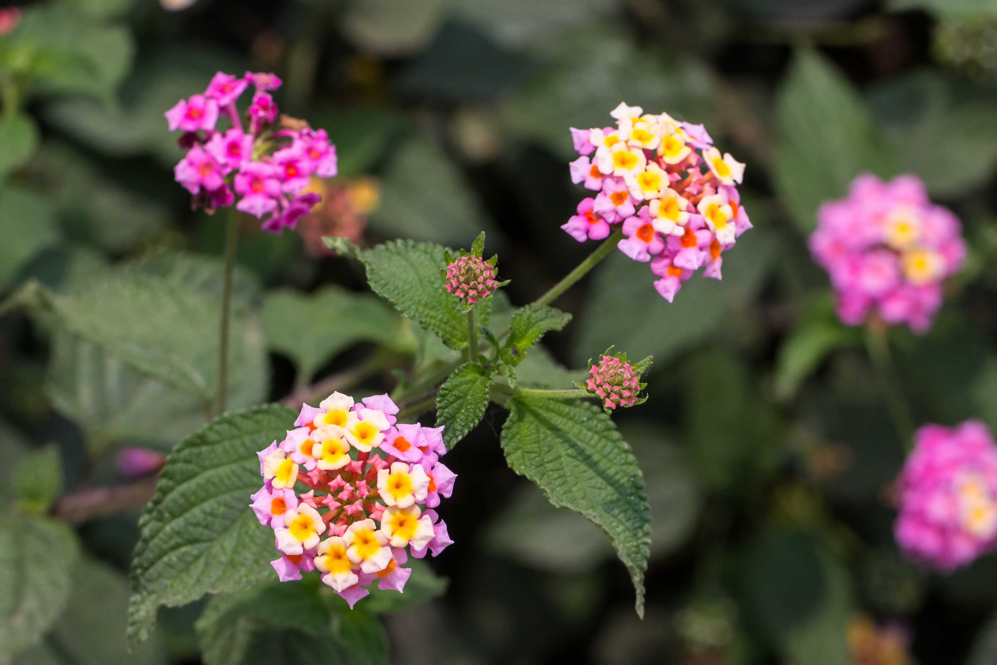 Lantana camara, Bandungan, Semarang Regency, 2014-09-30 02