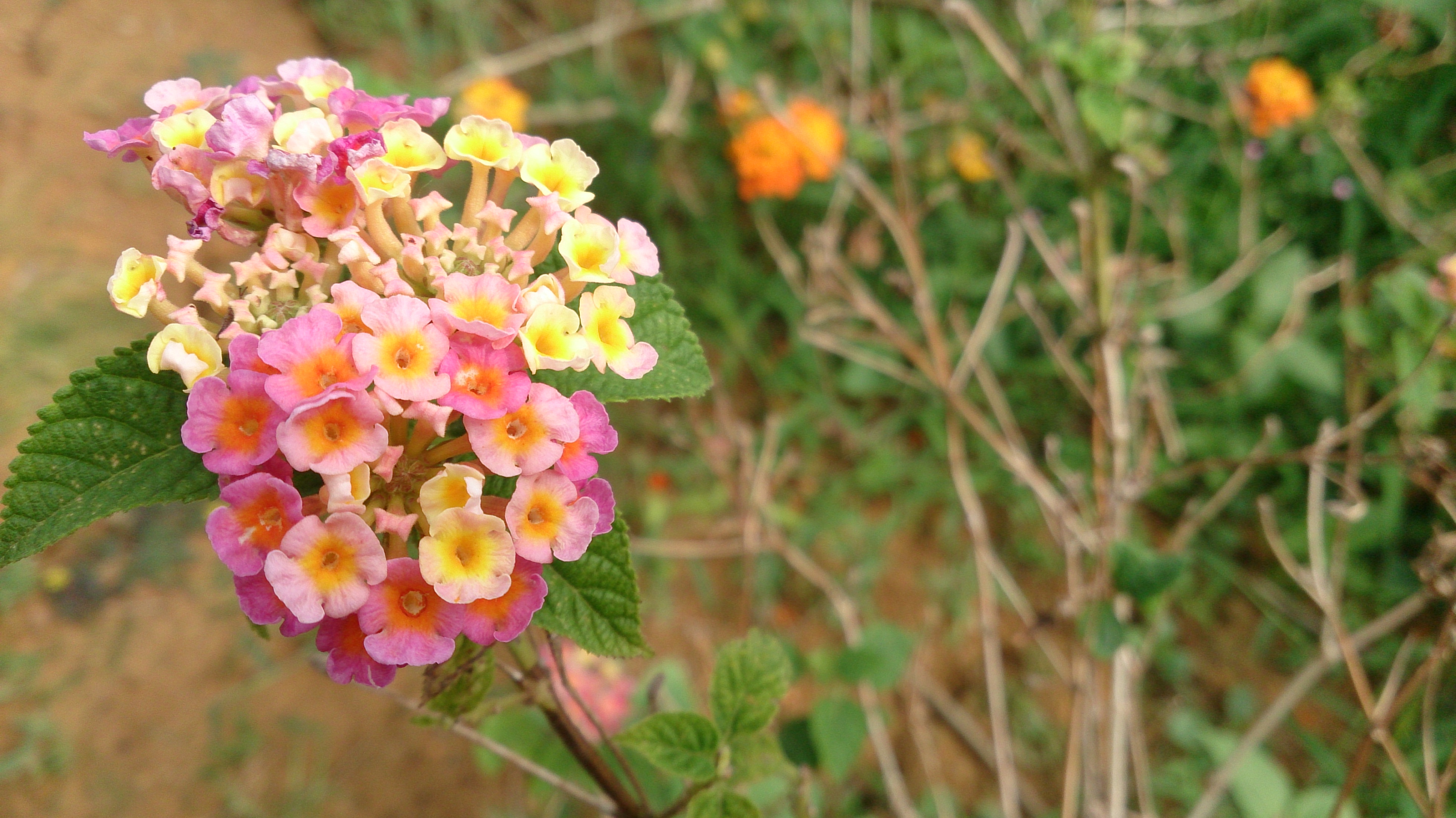 Lantana camara 'Mutablis' 1